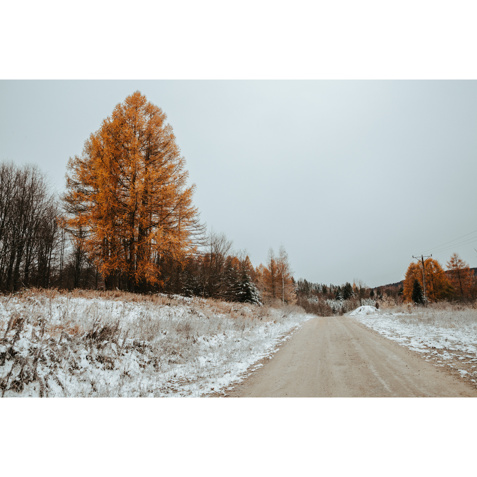 A sandy road running along a snowy roadside, in the background a tall tree in red and gold colors and low colorful bushes and trees