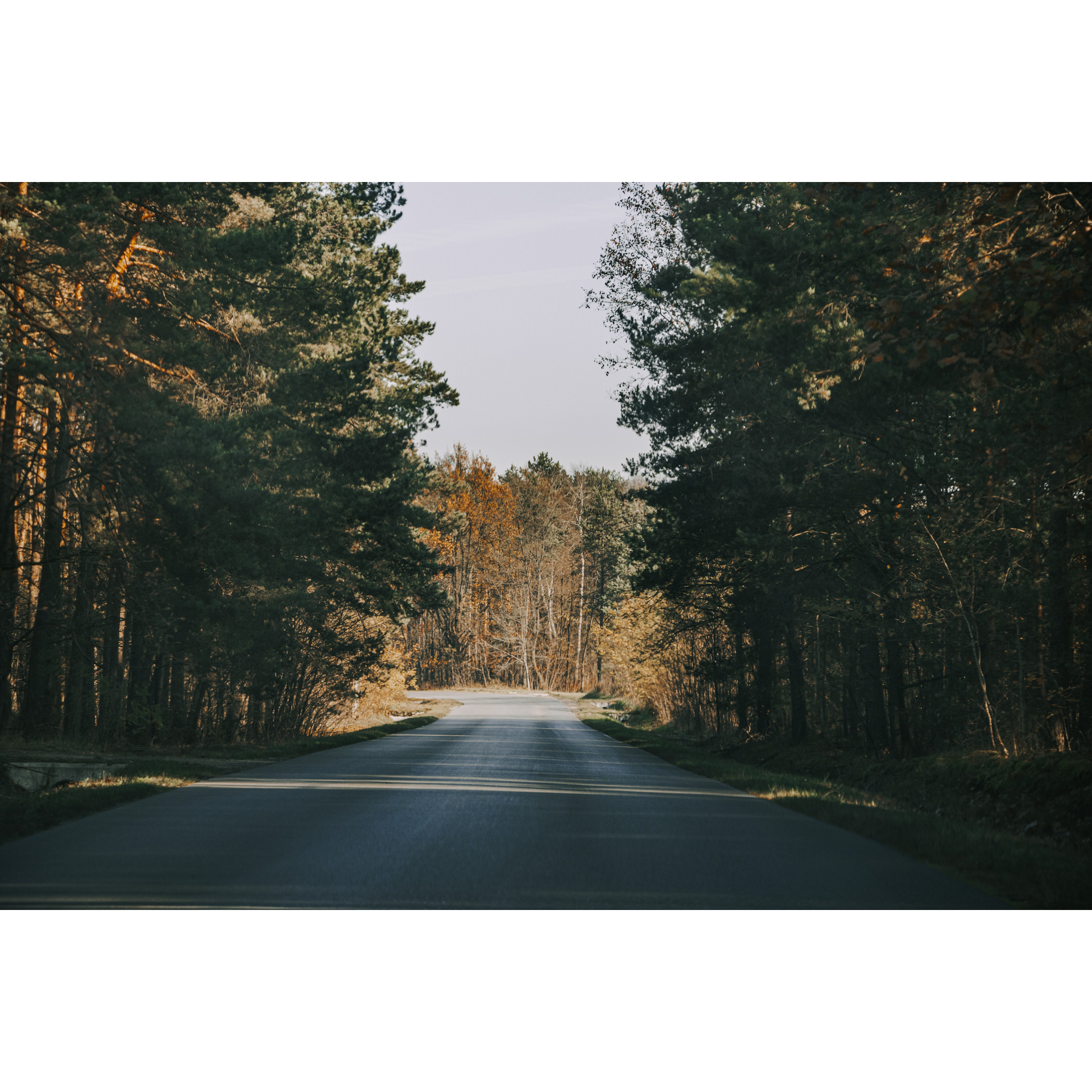 A forest asphalt road leading straight, tall coniferous and deciduous trees all around illuminated by the sun