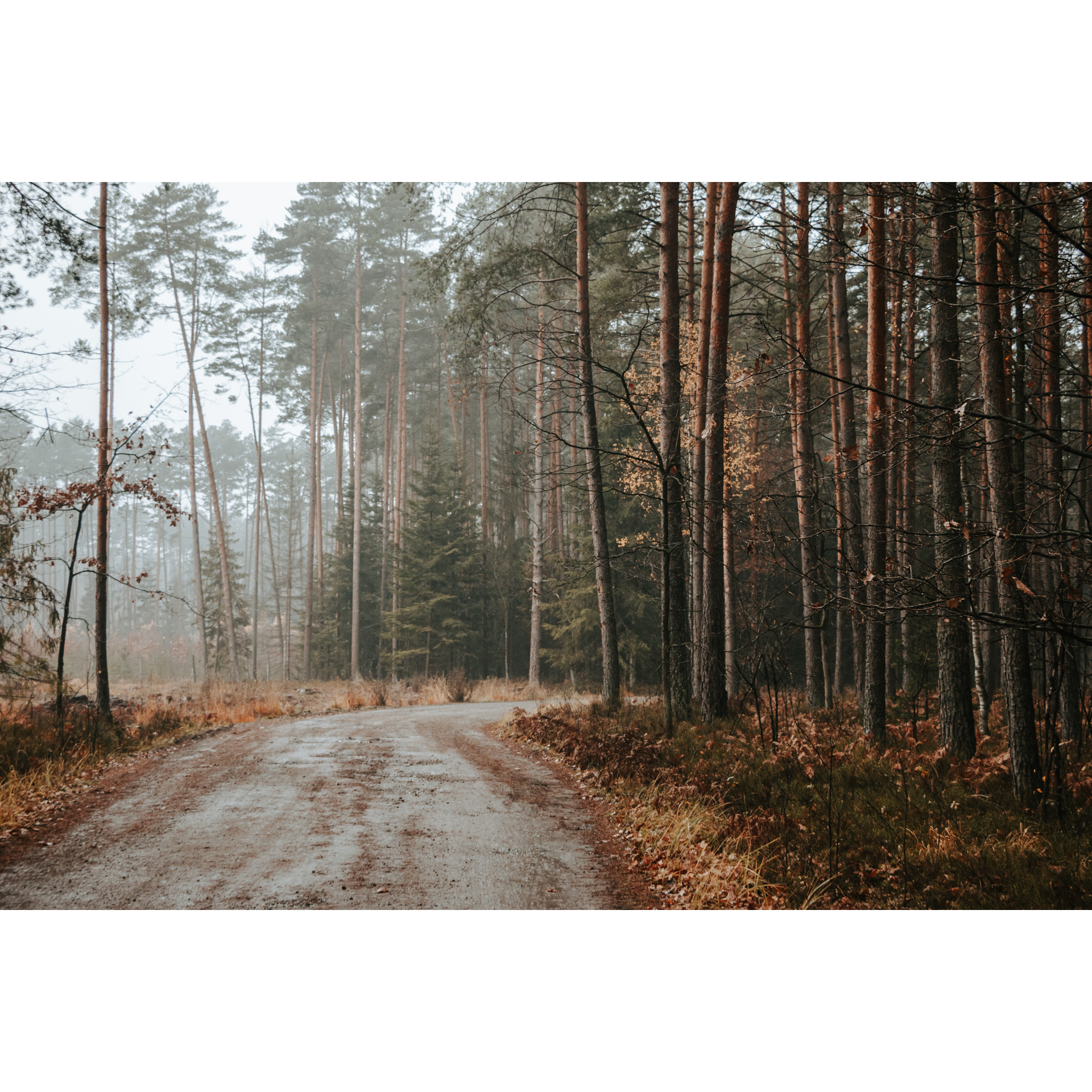 Piaszczysta droga prowadząca przez las, dookoła wysokie drzewa w brązowych barwach, w tle mgła