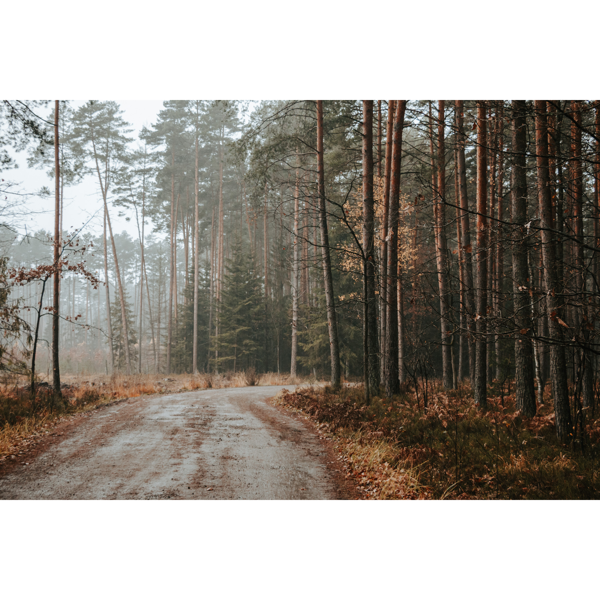 A sandy road leading through the forest, tall trees in brown colors all around, fog in the background