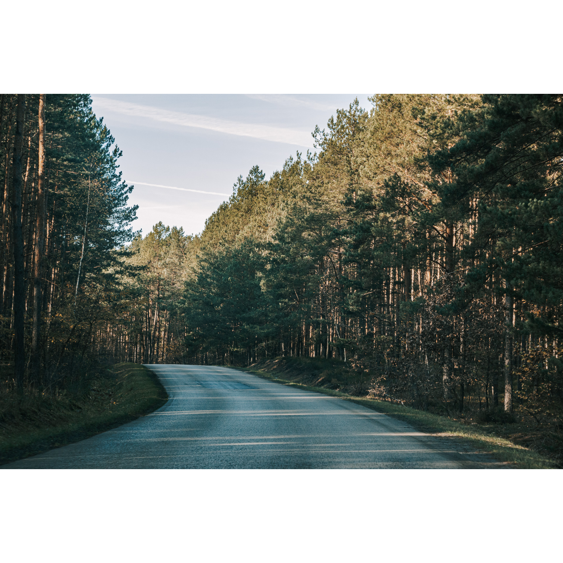 Leśna asfaltowa droga skręcająca w lewo wśród wysokich drzew iglastych