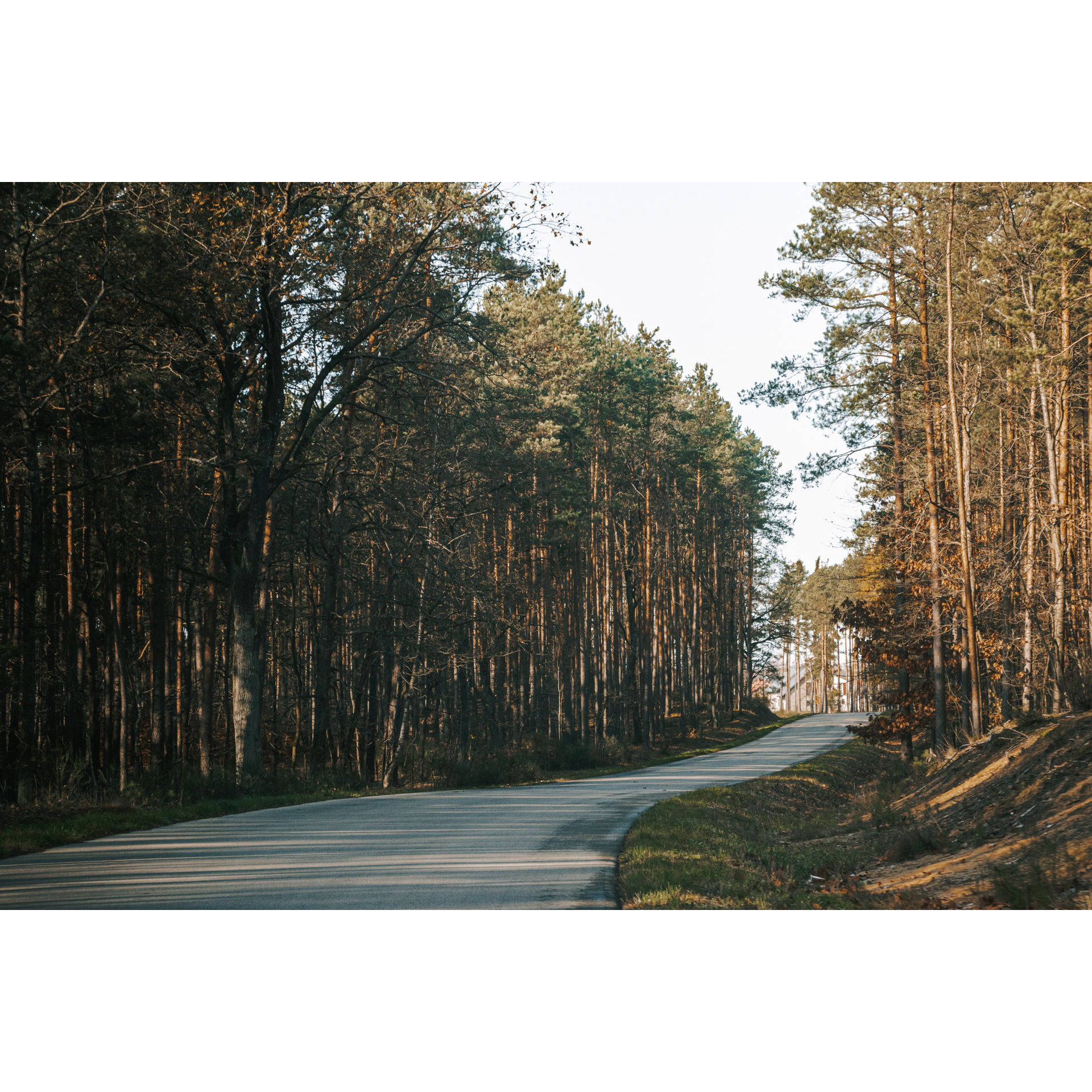 Wąska droga asfaltowa biegnąca przez las
