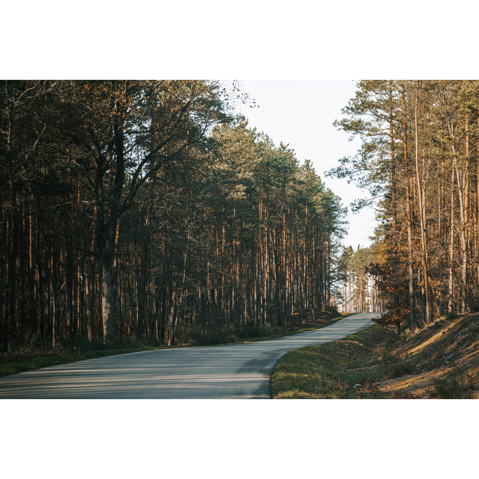 Narrow asphalt road running through the forest