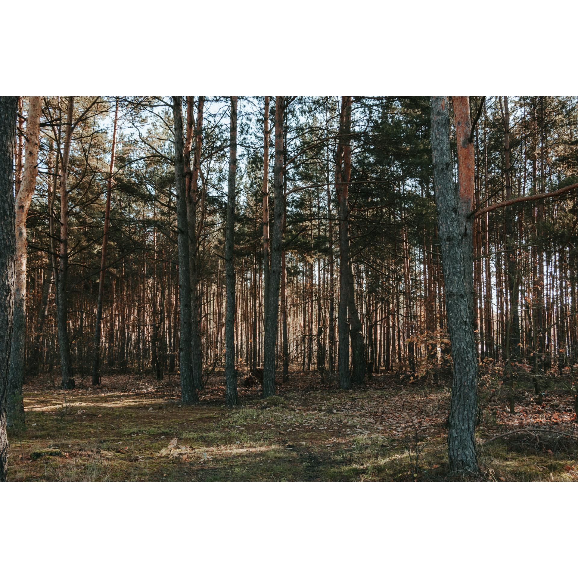 The branches of tall trees in the middle of the forest