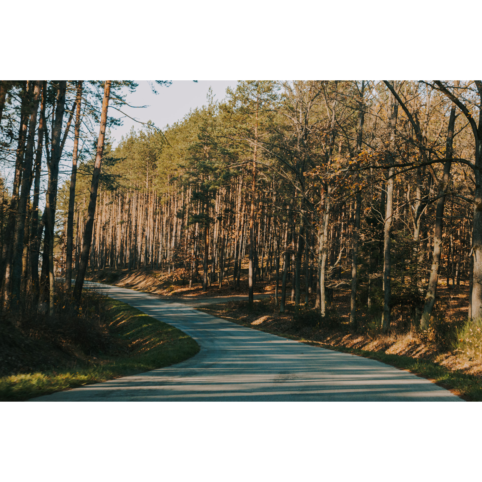 A narrow asphalt path in the middle of the forest