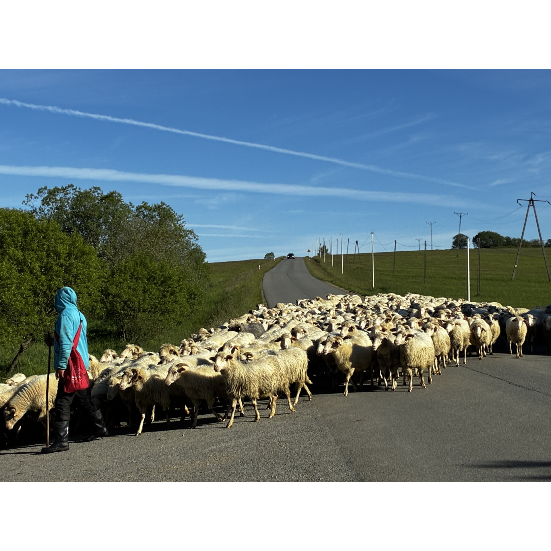 Pasterz prowadzący stado owiec przez wiejską drogę.