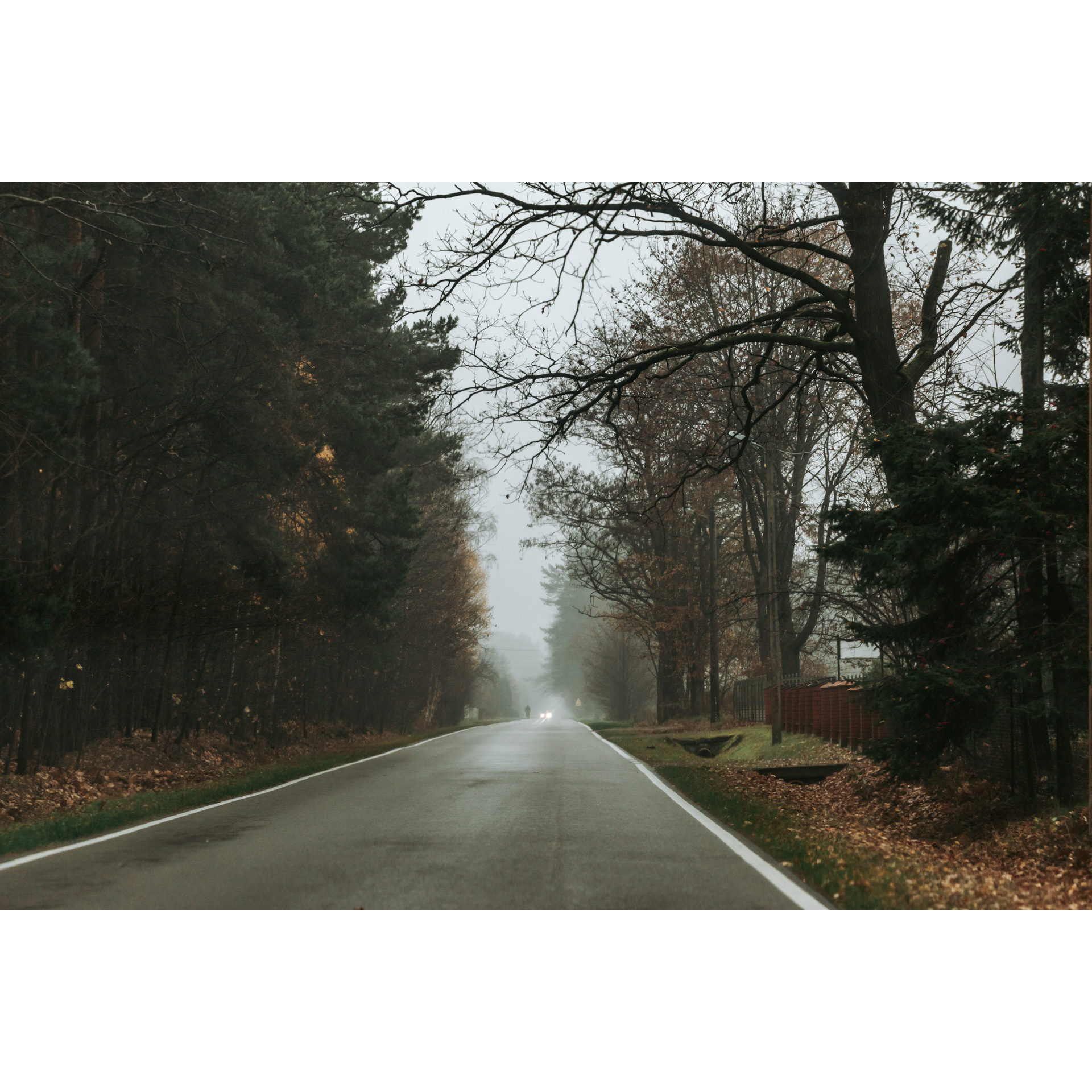 Asphalt road running through the forest and gray misty sky