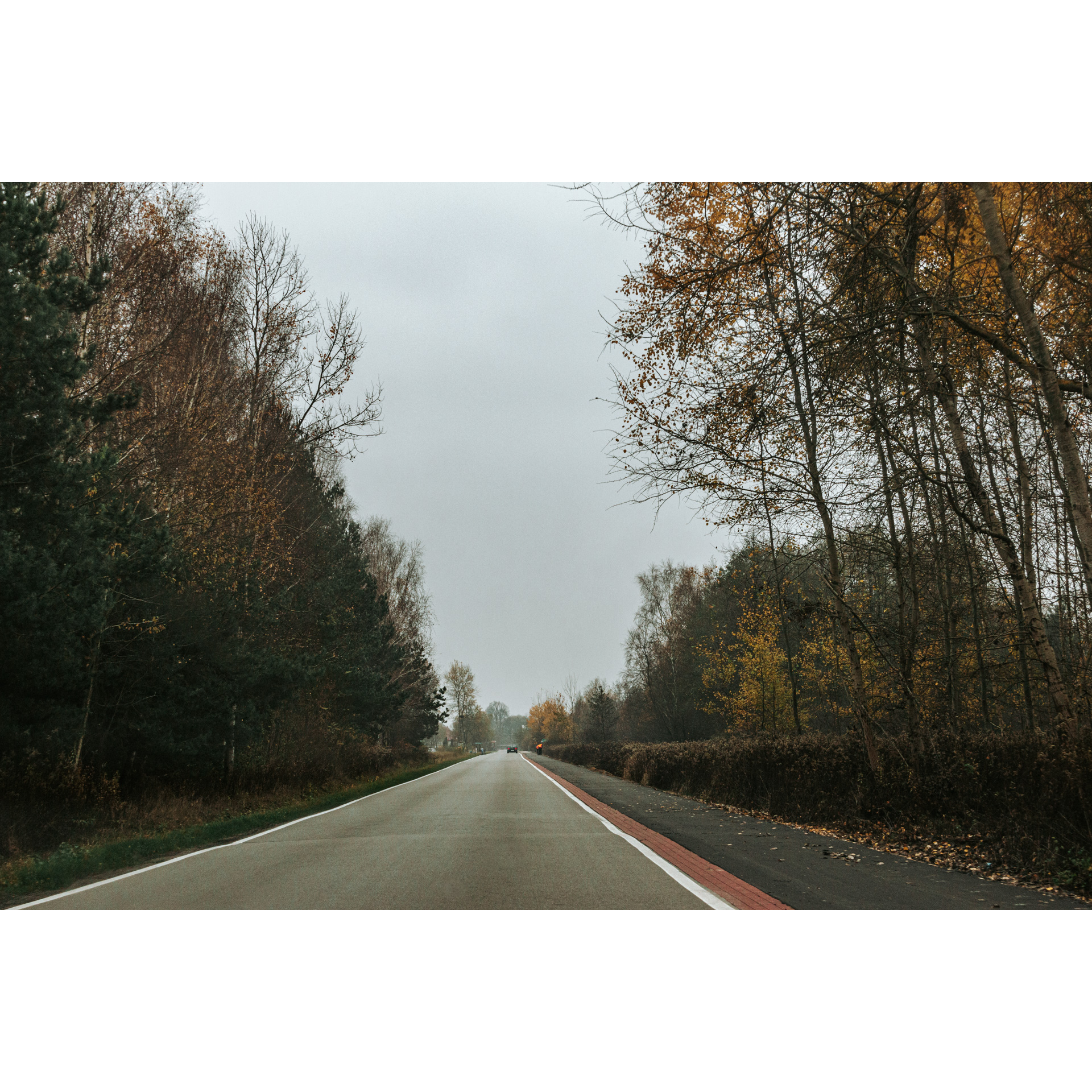 Asphalt road running through the forest and gray sky