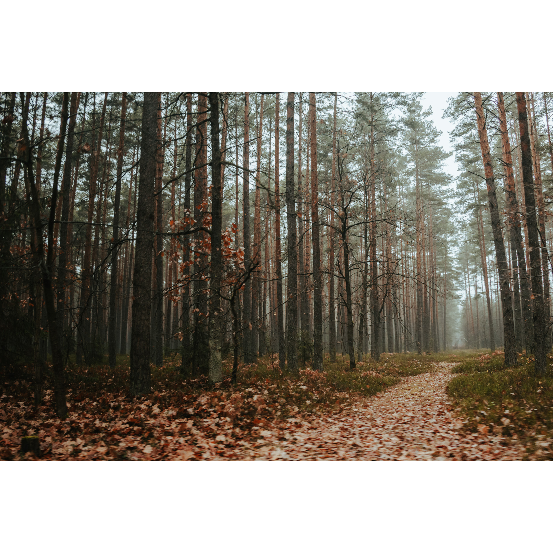 Droga leśna zasypana brązowymi liśćmi wśród wysokich drzew