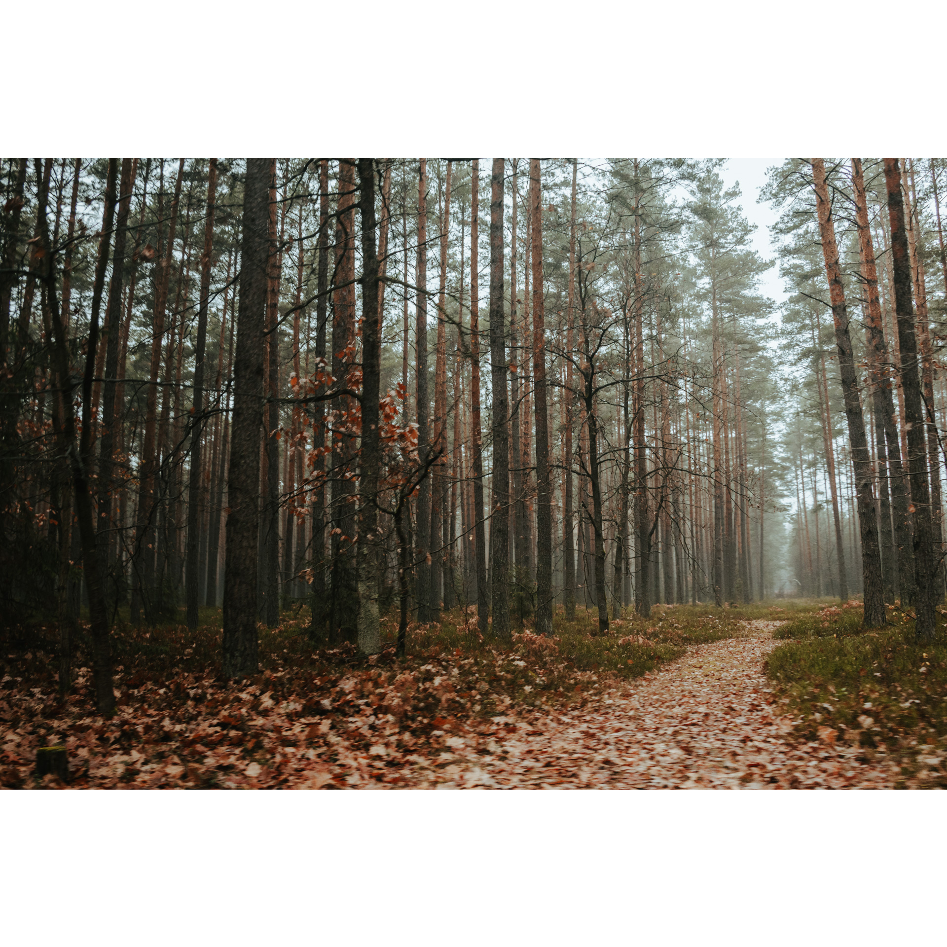 Forest road covered with brown leaves among tall trees