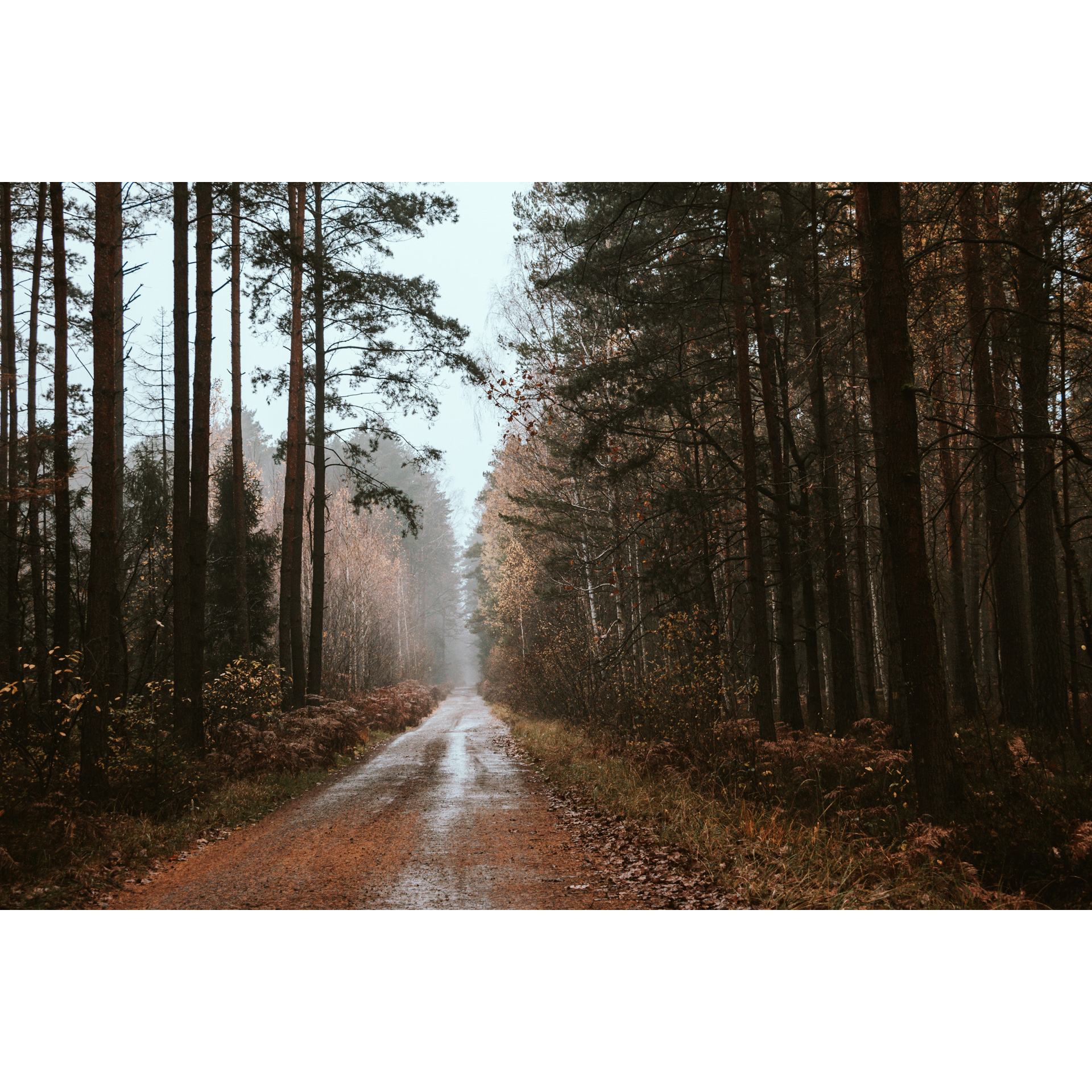 Forest road running among tall trees in the background foggy clearing of the sky