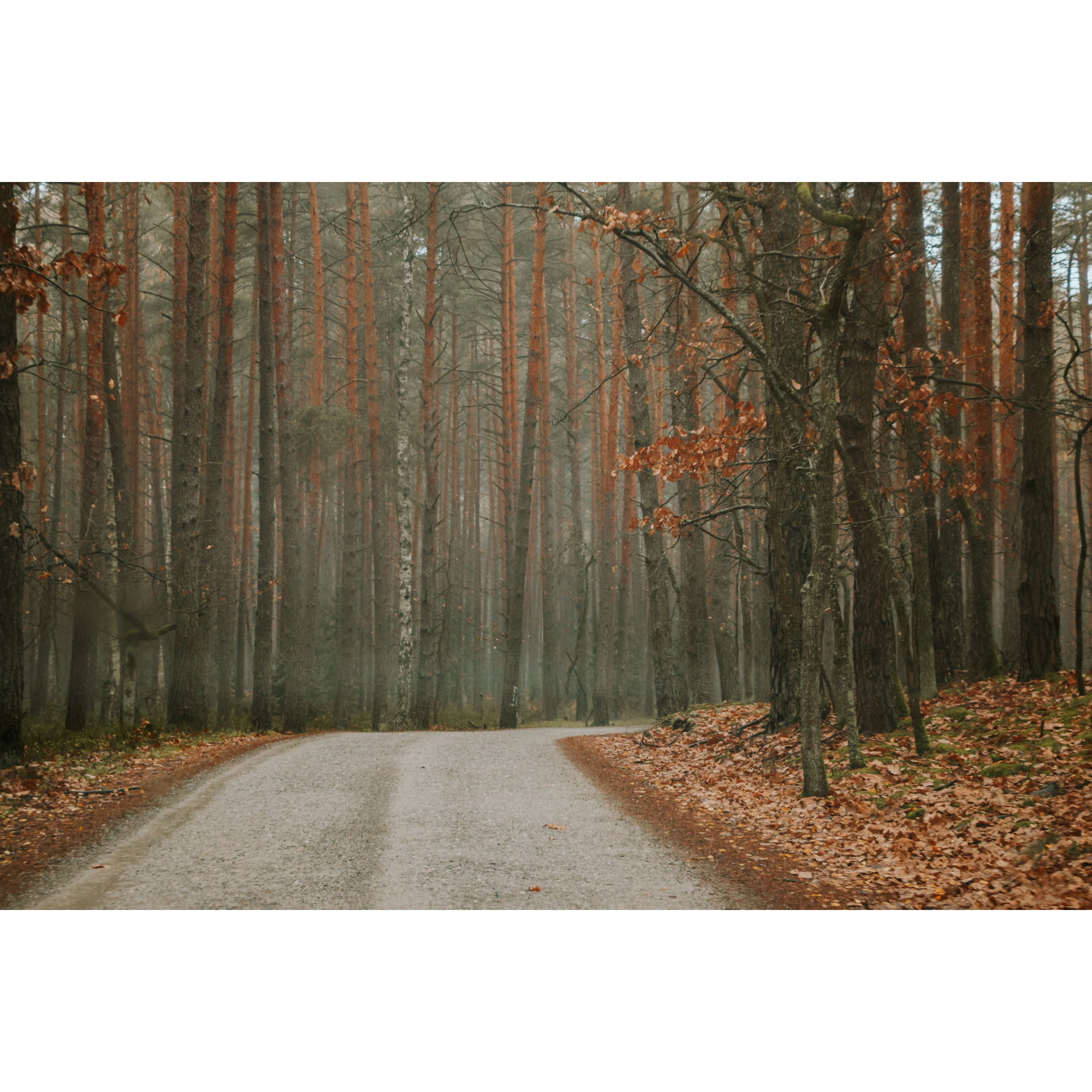 Droga kamienista prowadząca przez las, na poboczu brązowo-rude liście