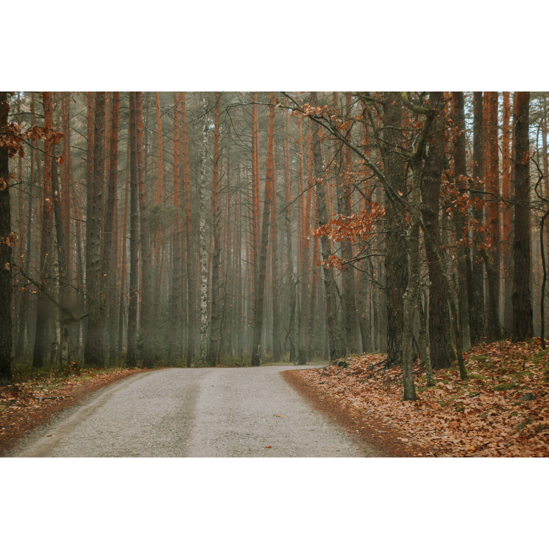 A stony road leading through the forest, brown-red leaves on the roadside