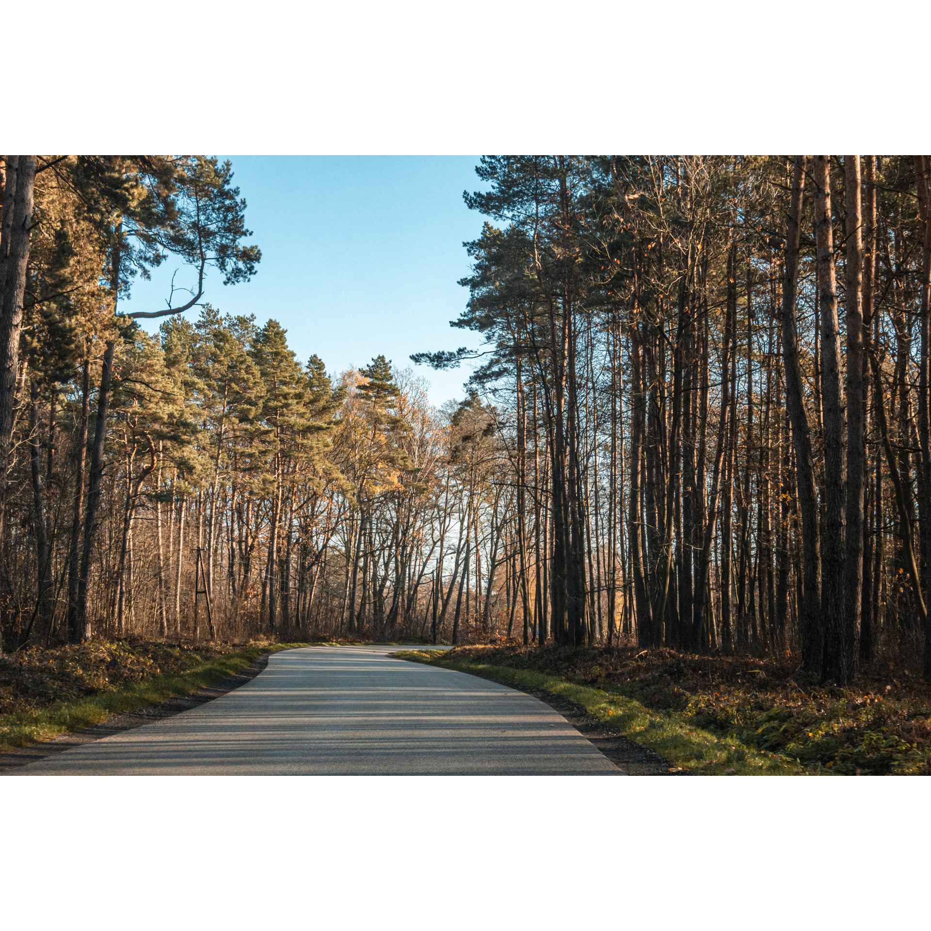 An asphalt road running through the forest