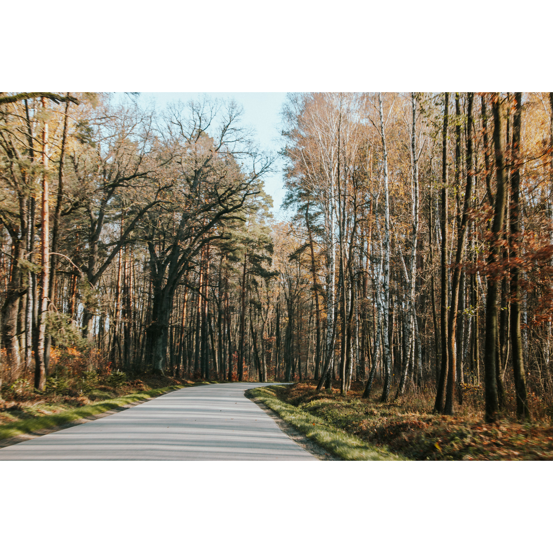 An asphalt road running through the forest