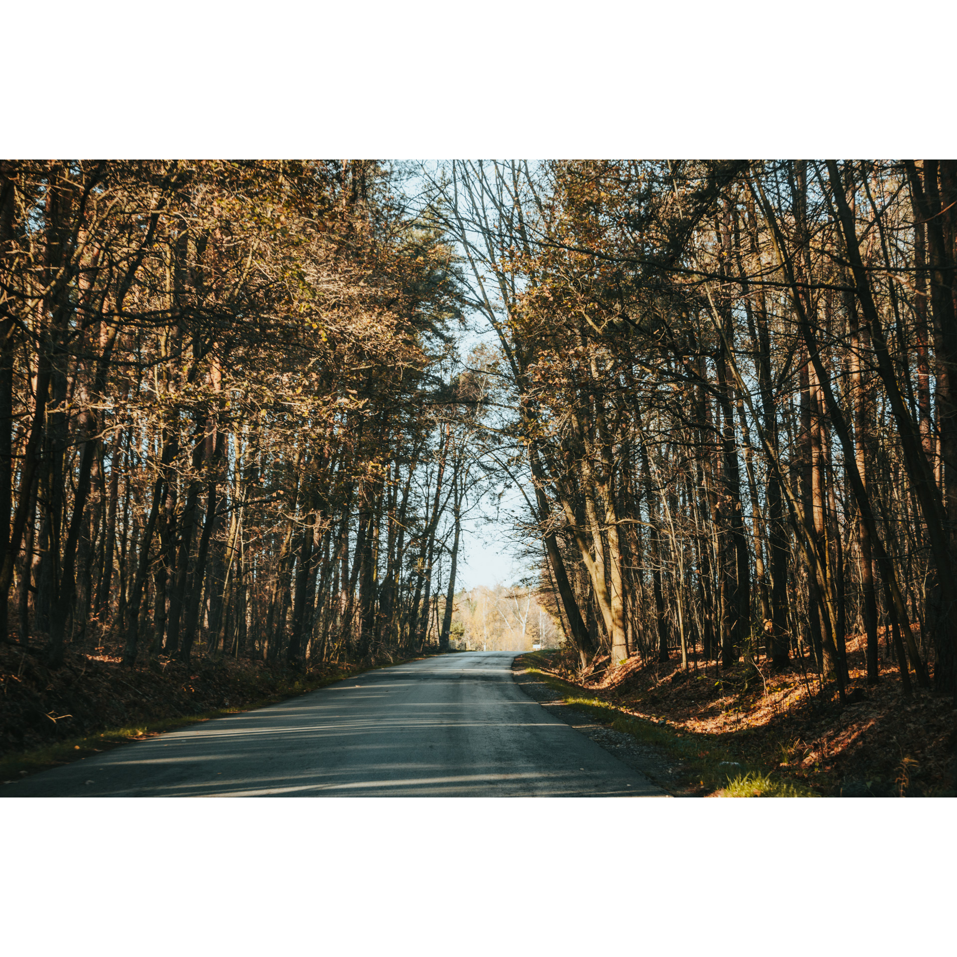 An asphalt road running through the forest