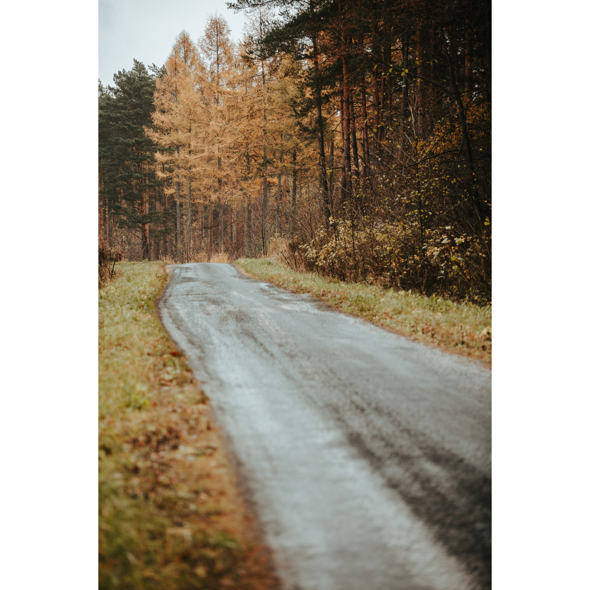 Sandy road among tall trees in golden-brown colors