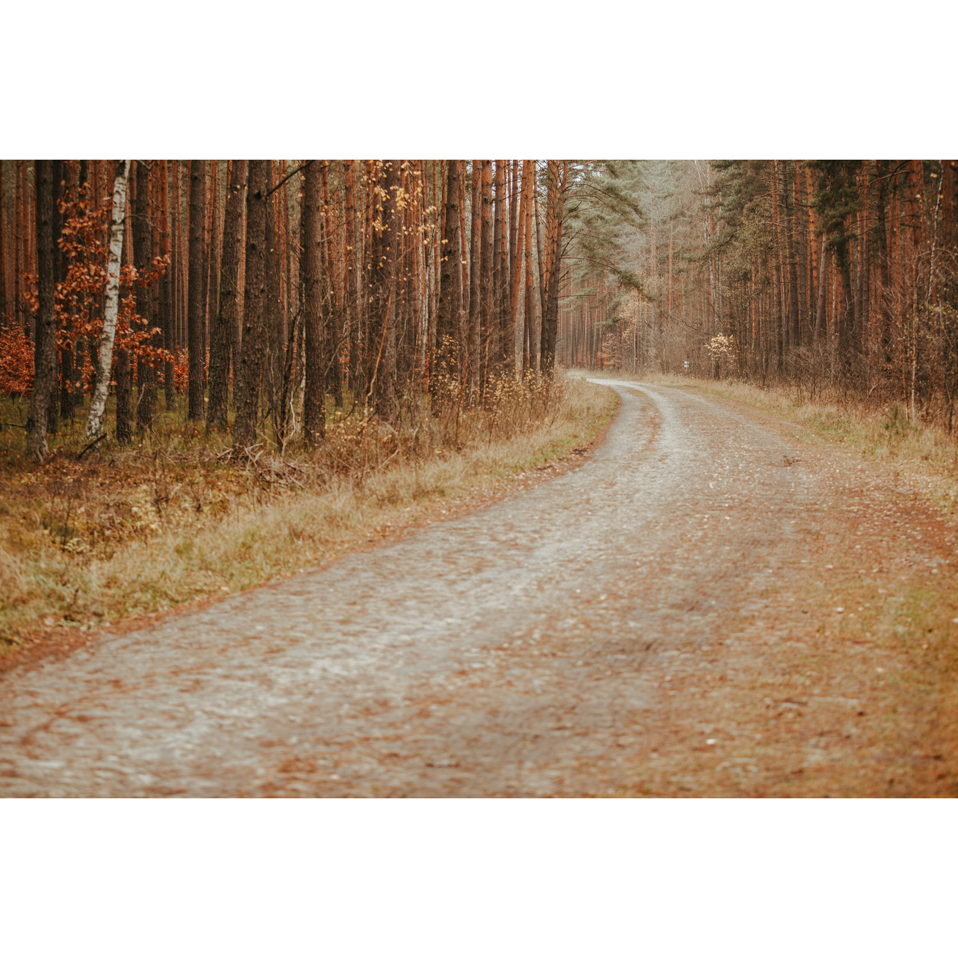 A sandy road turning left among tall golden-brown trees