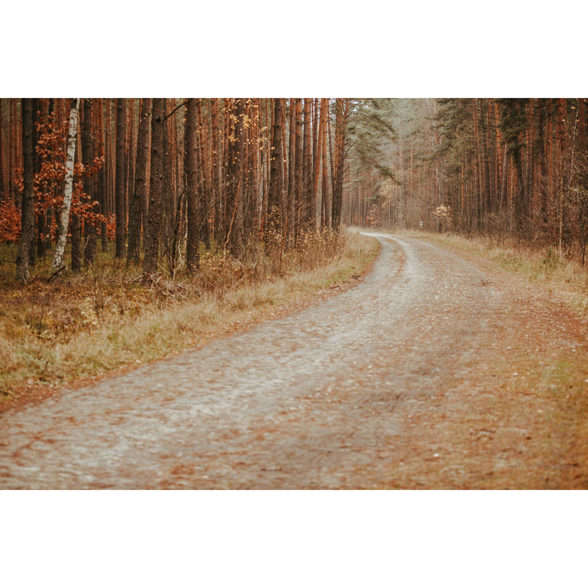 Piaszczysta droga skręcająca w lewo wśród wysokich drzew w złocisto-brązowych barwach 