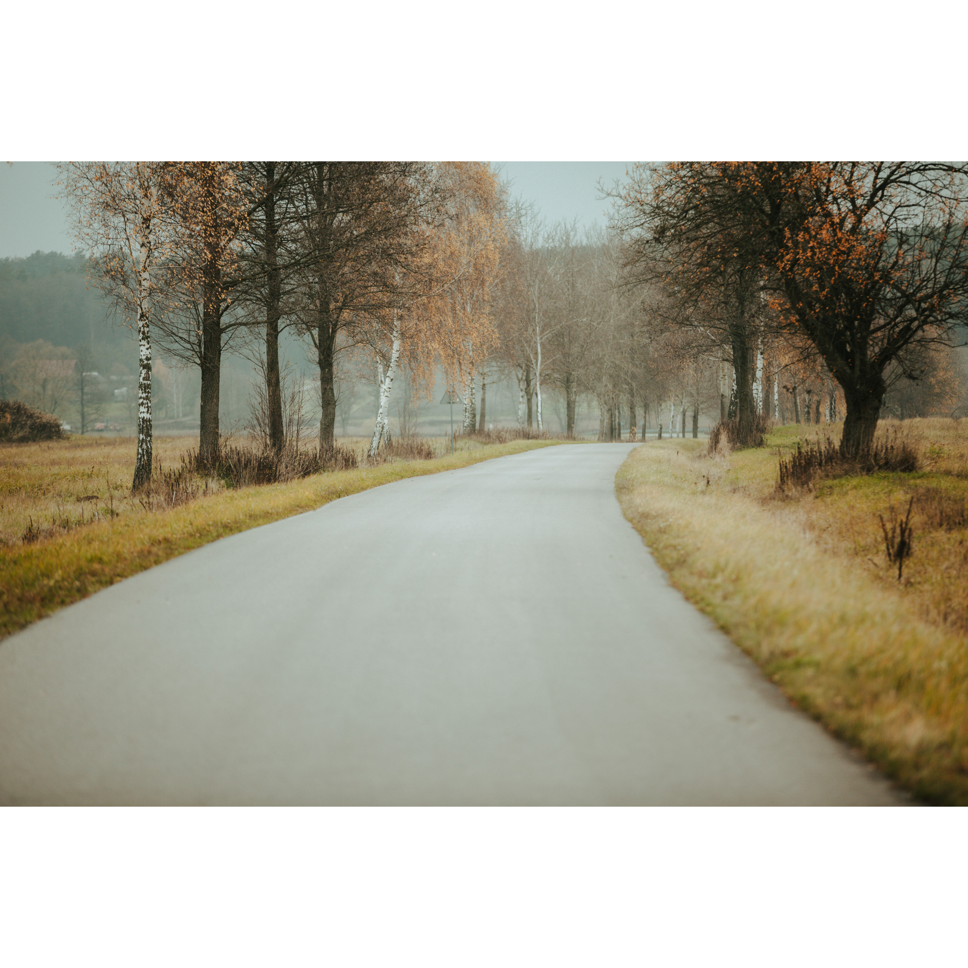 Asphalt road with grassy shoulders and several trees with colorful leaves