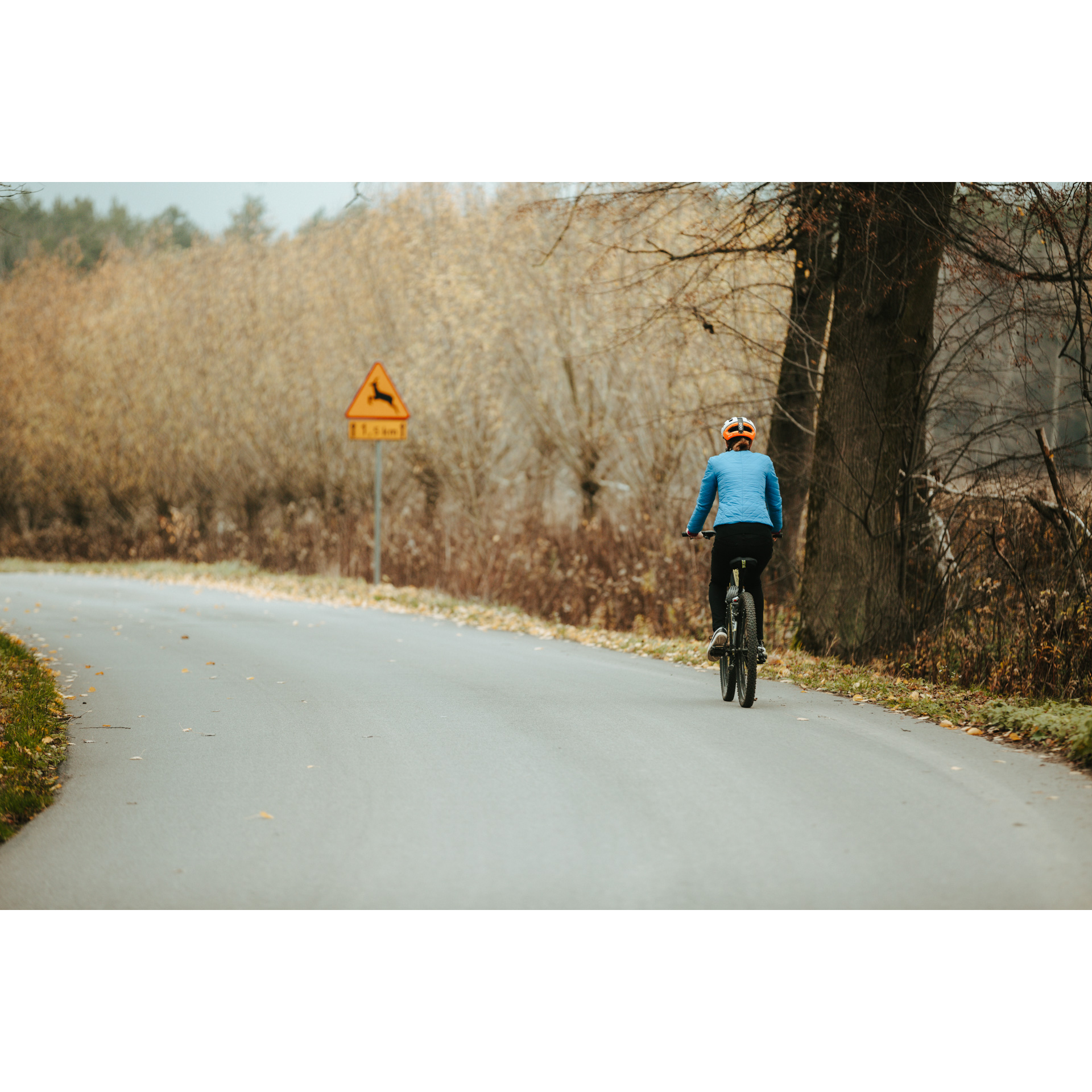 A cyclist in a blue jacket and helmet riding a bicycle on an asphalt road with numerous bushes on the roadside, passing thick tree trunks