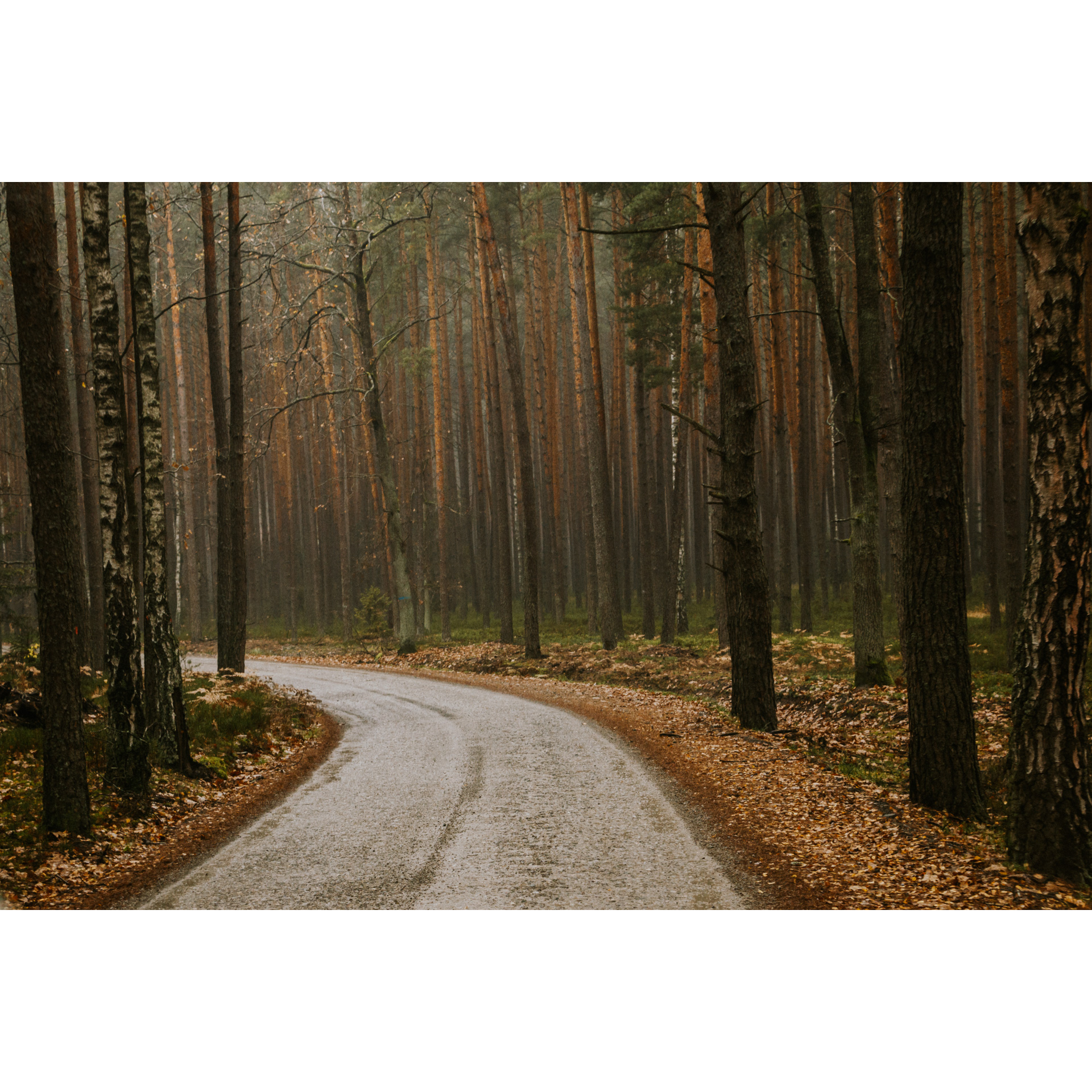 Kamienista droga prowadząca przez las wśród wysokich drzew 