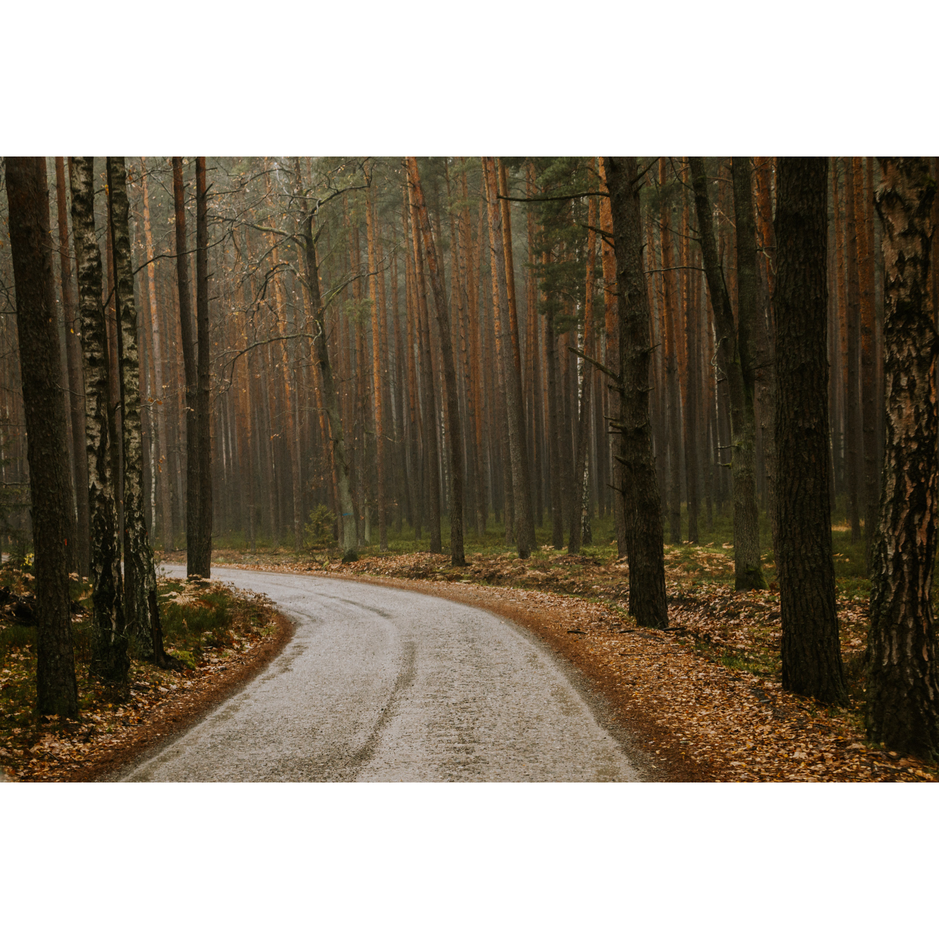 A stony road leading through the forest among tall trees