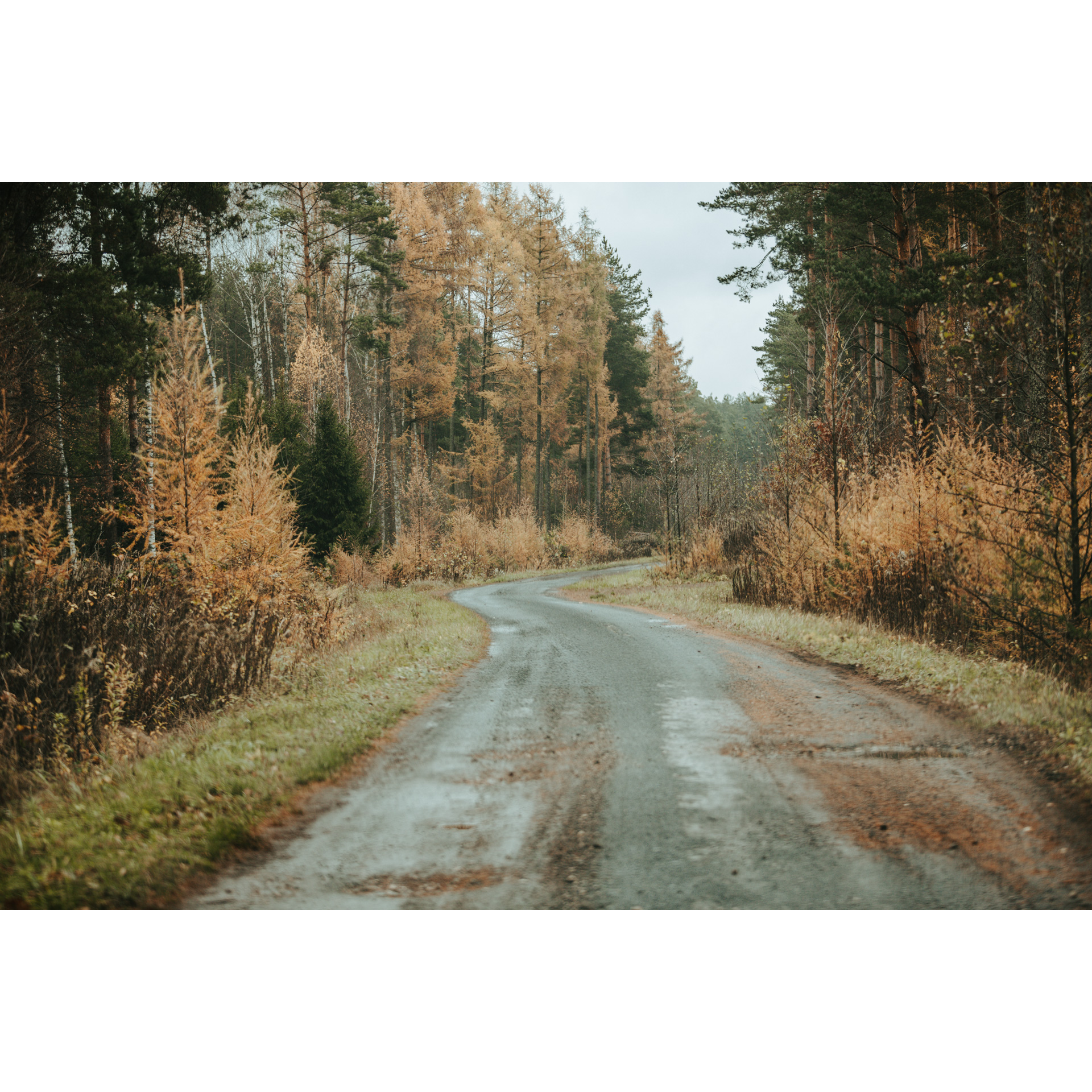 A sandy road leading through the forest between red-brown shoulders and trees