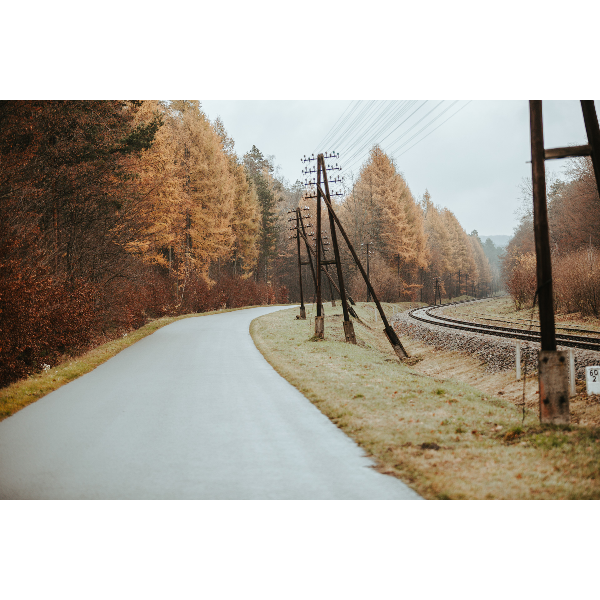 An asphalt road running past a reddish-brown row of trees to the left and low power poles to the right