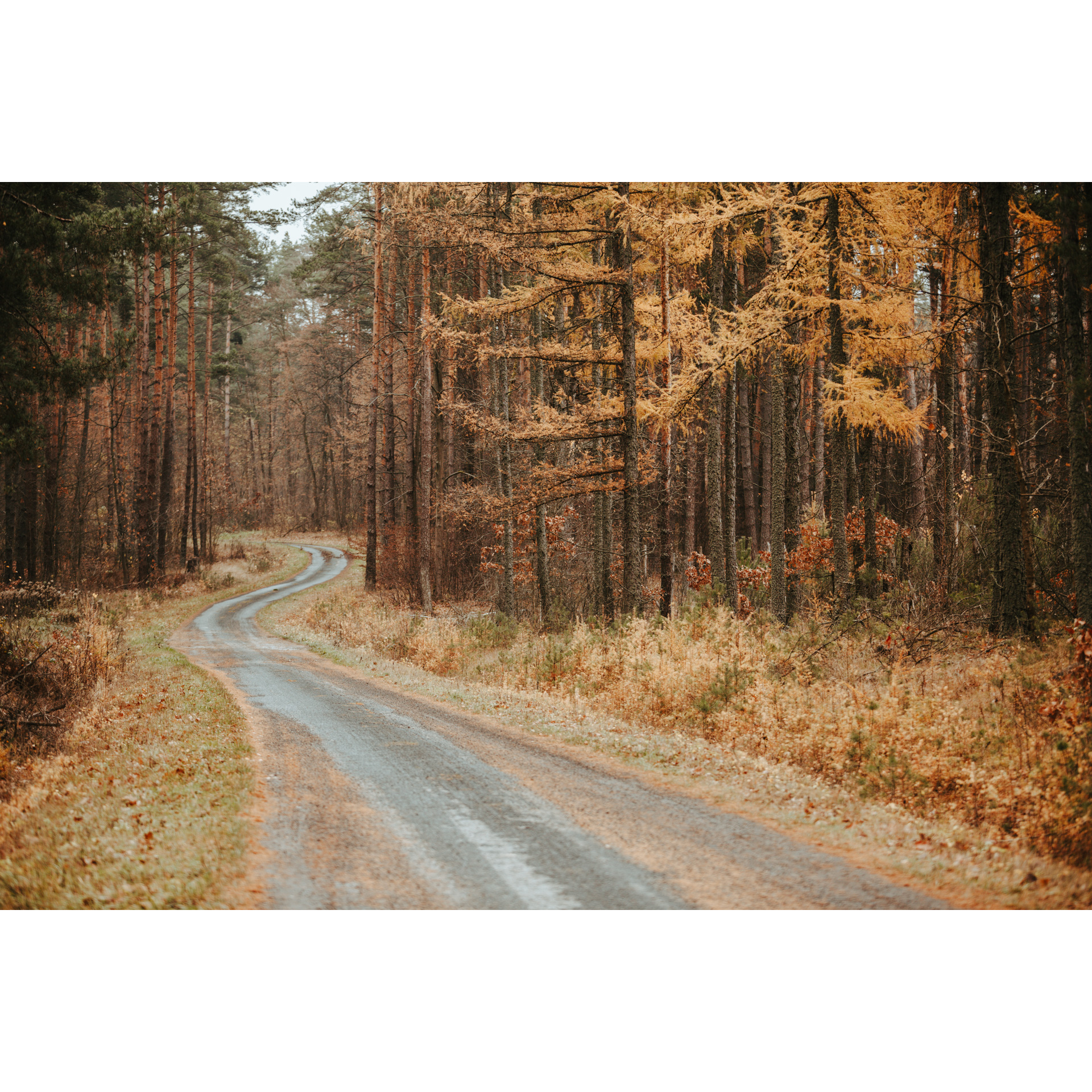 Piaszczysta droga prowadząca przez las między rudo-brązowymi poboczami i drzewami