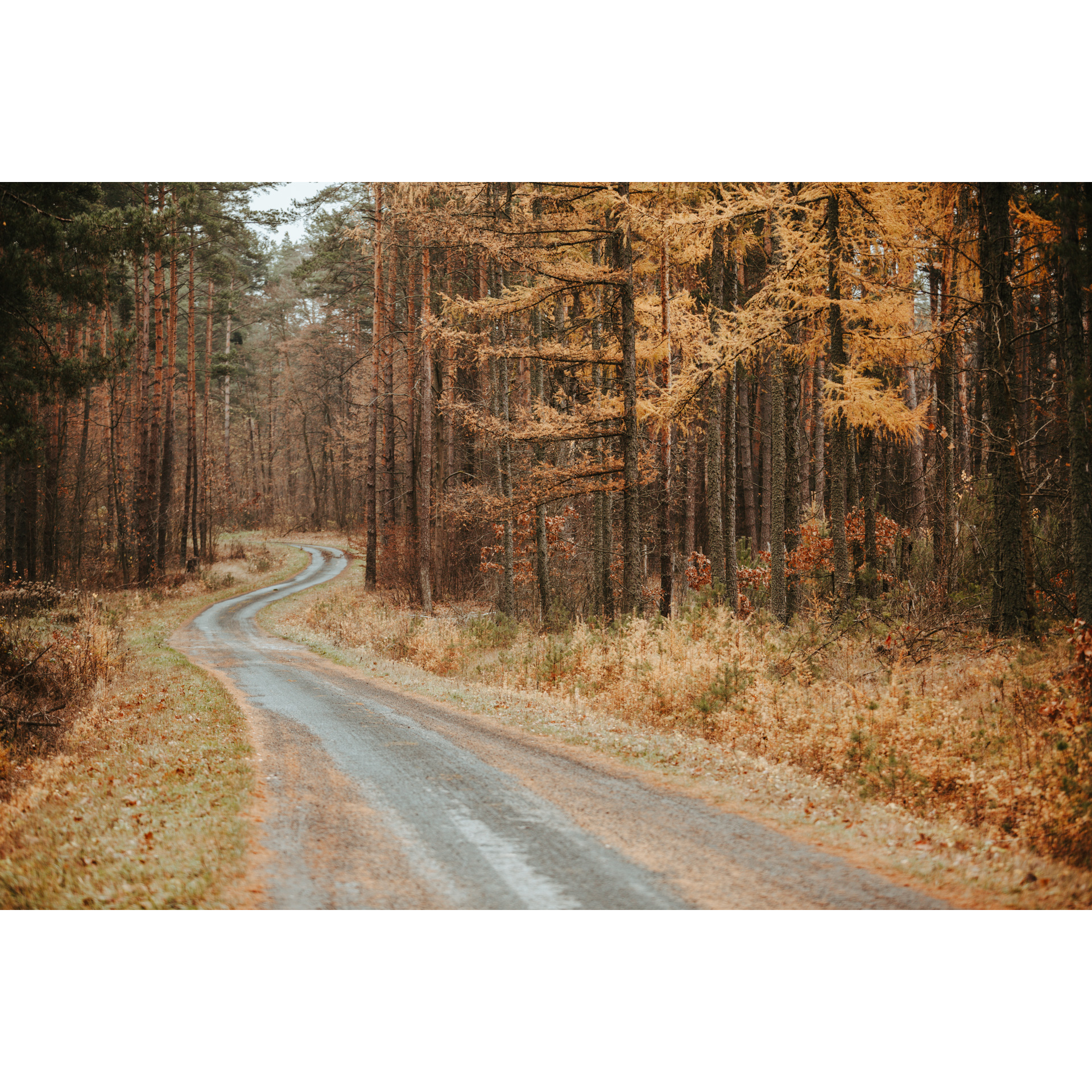 A sandy road leading through the forest between red-brown shoulders and trees