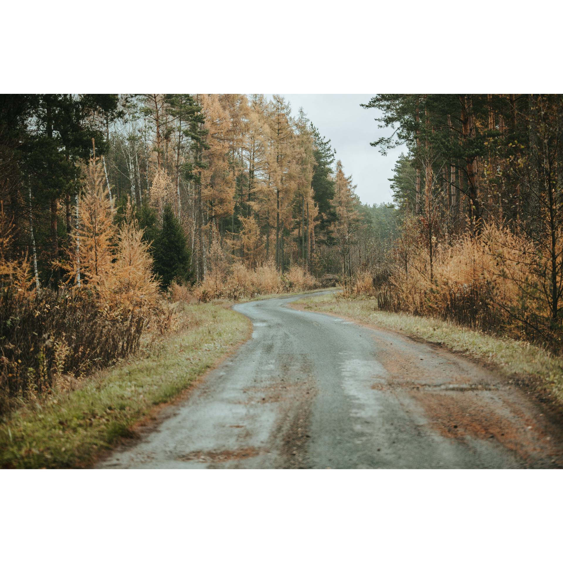 Piaszczysta droga prowadząca przez las między rudo-brązowymi poboczami i drzewami