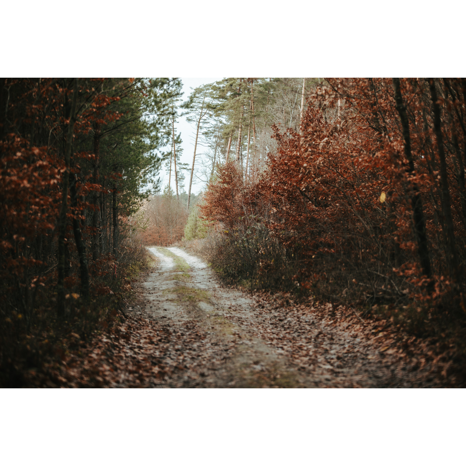 Leśna droga zasypana brązowo-bordowymi liśćmi z drzew rosnących na poboczach