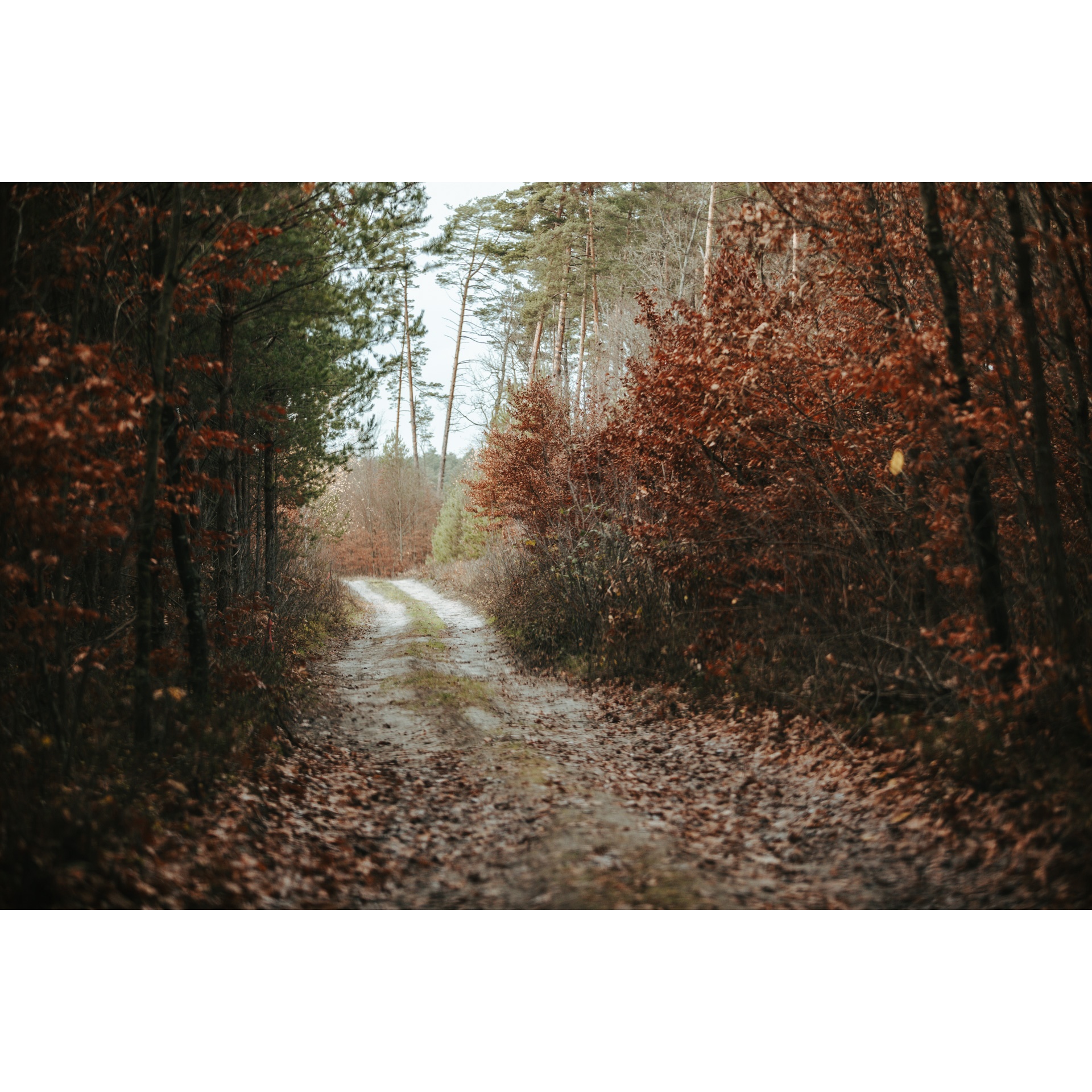 A forest road covered with brown and maroon leaves from trees growing on the roadsides