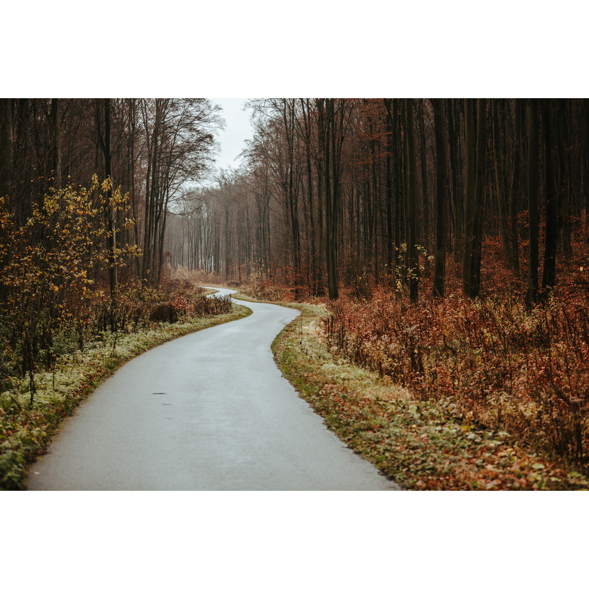 Kręta leśna droga asfaltowa biegnąca wśród rudo-brązowych drzew