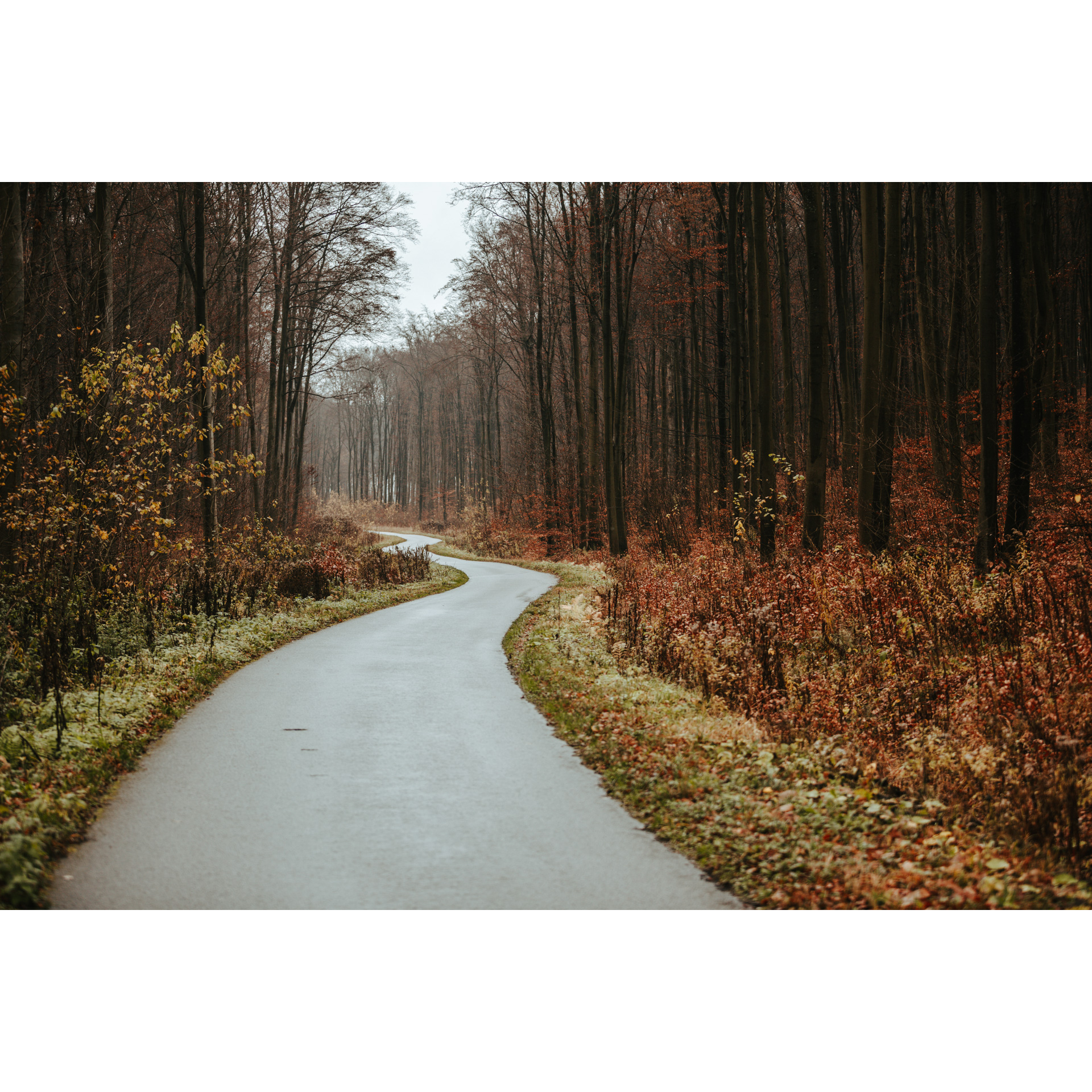 A winding forest asphalt road running among red-brown trees