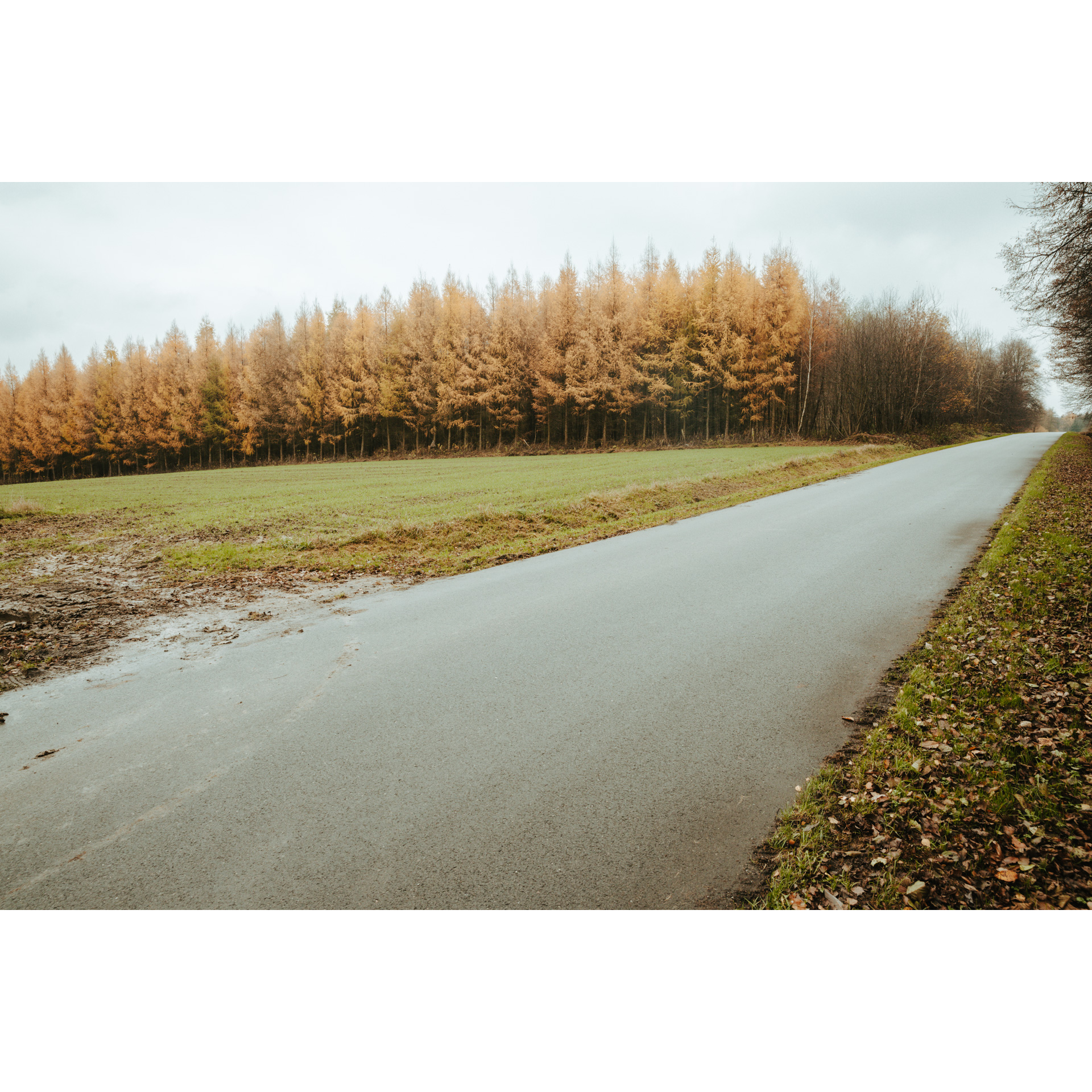 Asphalt road leading towards yellow and beige young trees