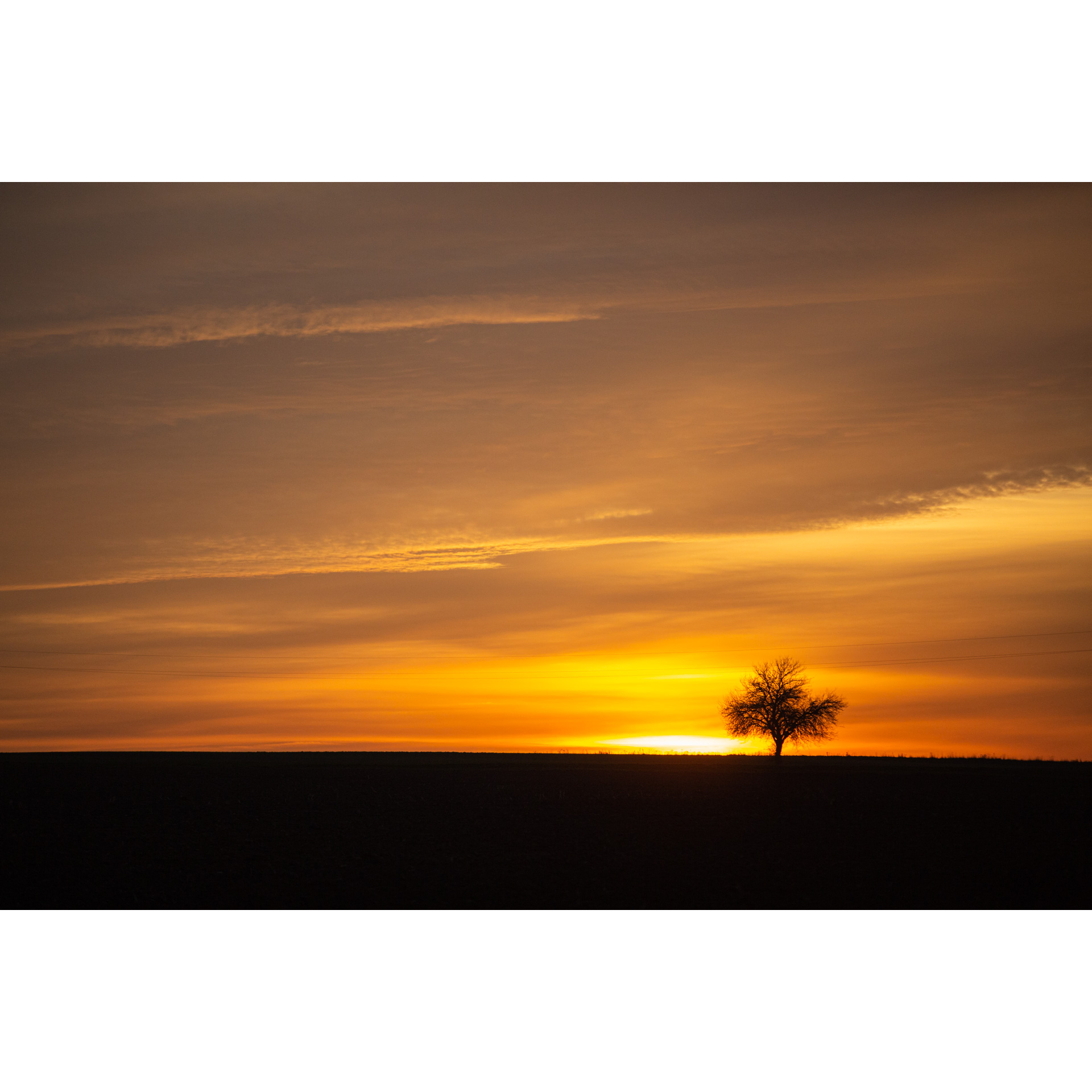 Lonely tree against the orange sky