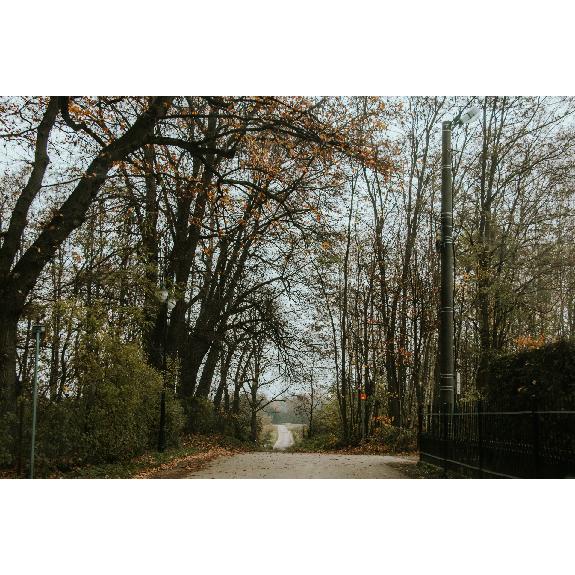 Asphalt road running between tall trees, shoulders covered with brown leaves