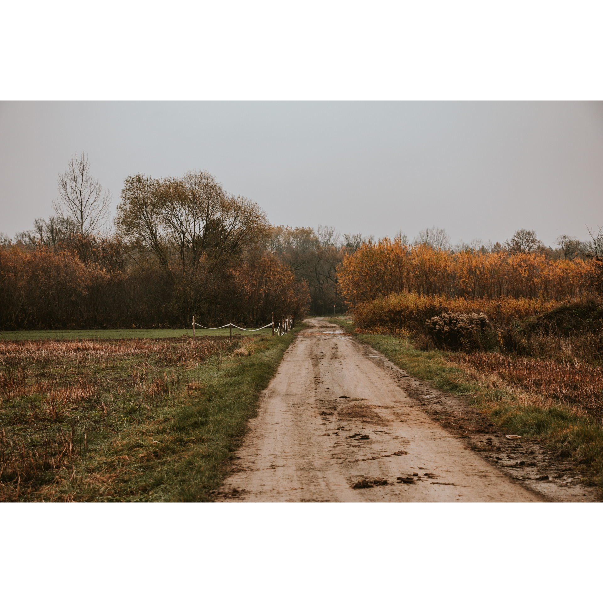 A sandy road running between fields and brown and red low trees and bushes