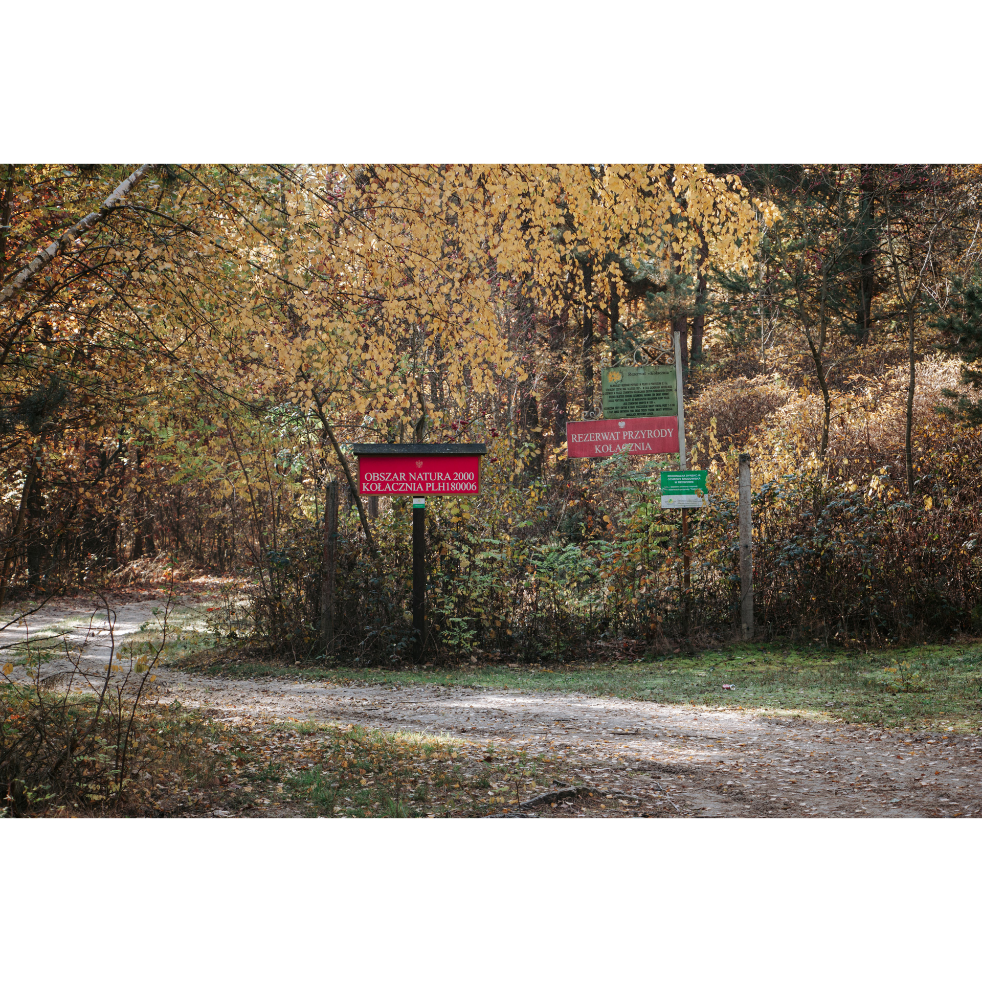 Czerwone i zielone tabliczki informacyjne stojące przy leśnej drodze na tle żółtych liści drzew