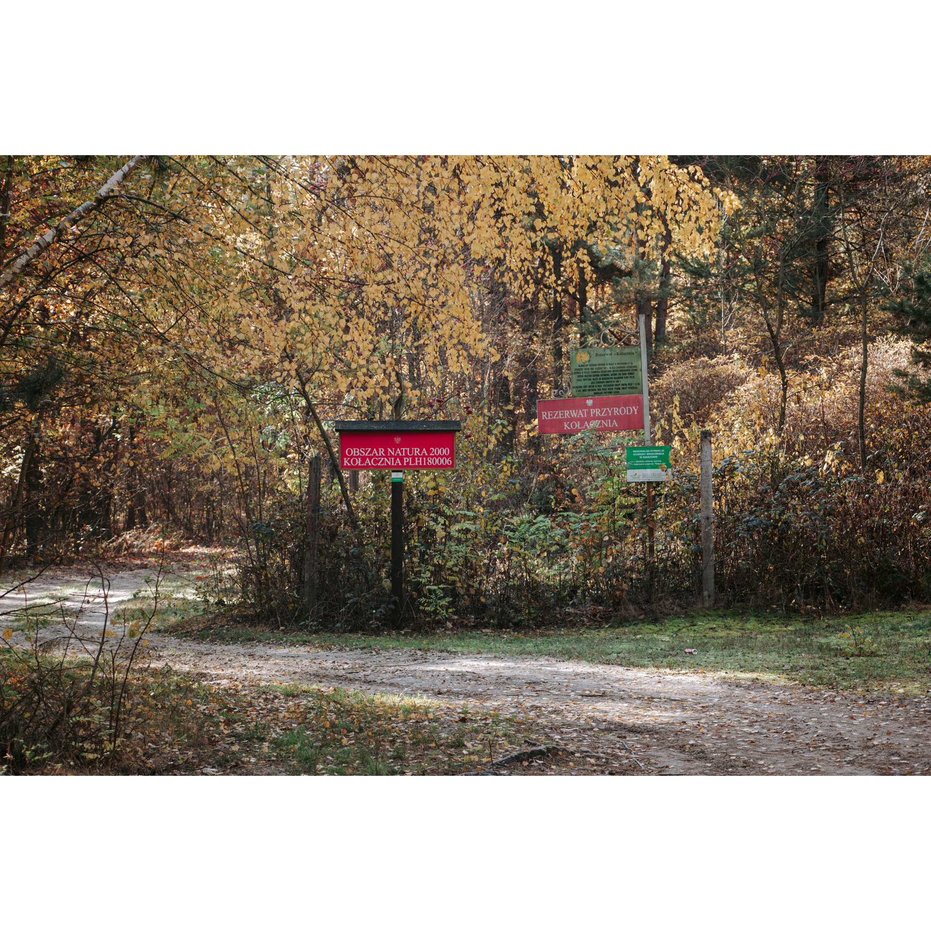 Red and green information signs standing by the forest road against the background of yellow tree leaves