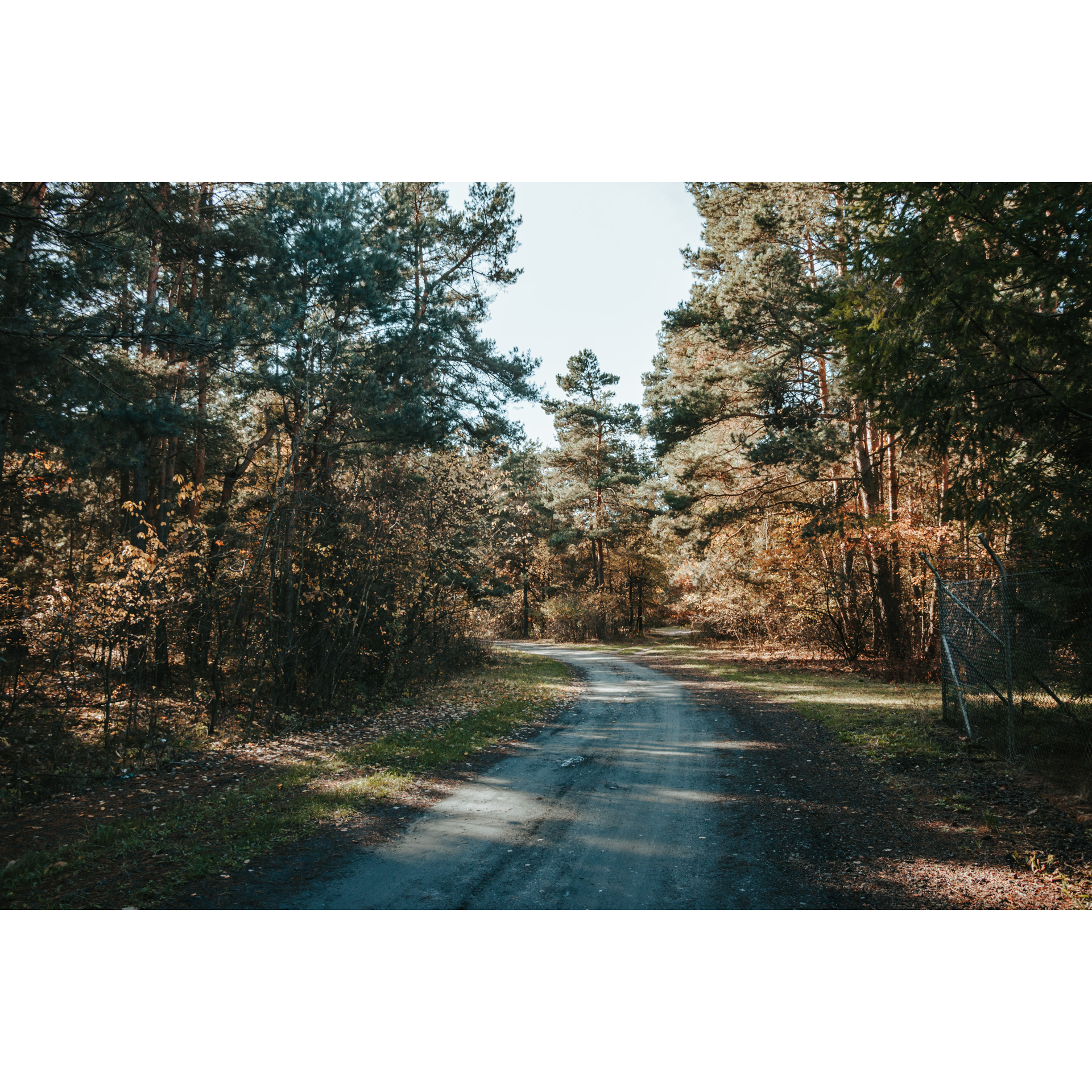 Sandy road turning left, leading through the forest