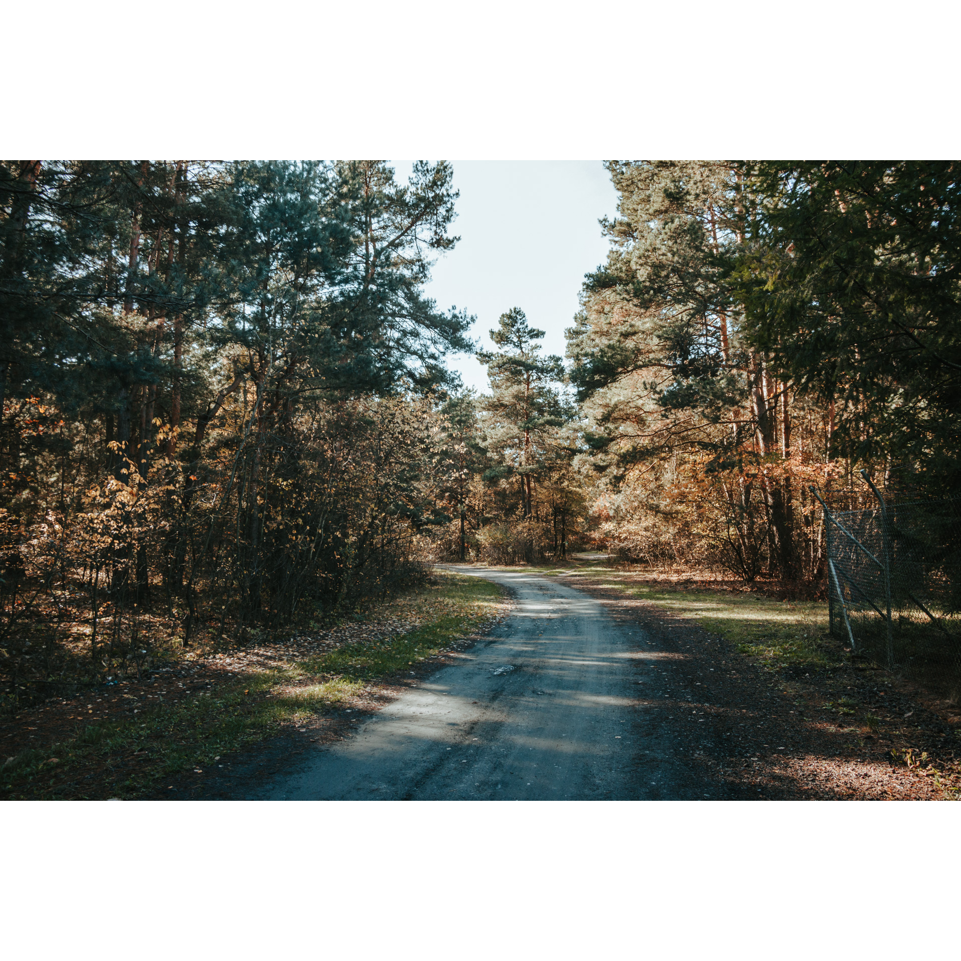 Piaszczysta droga skręcająca w lewo, prowadząca przez las