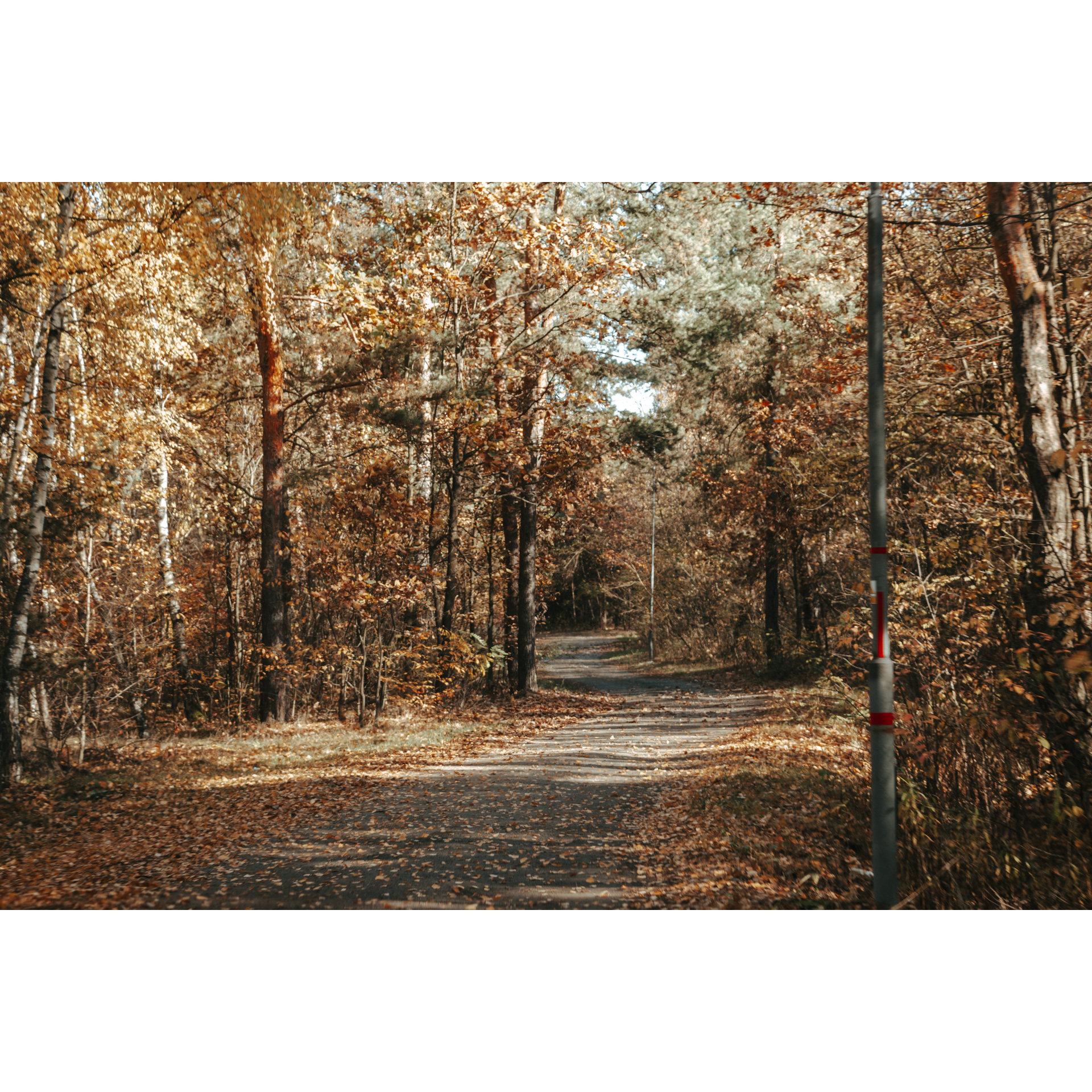 Forest road strewn with brown leaves among tall trees in brown and yellow colors