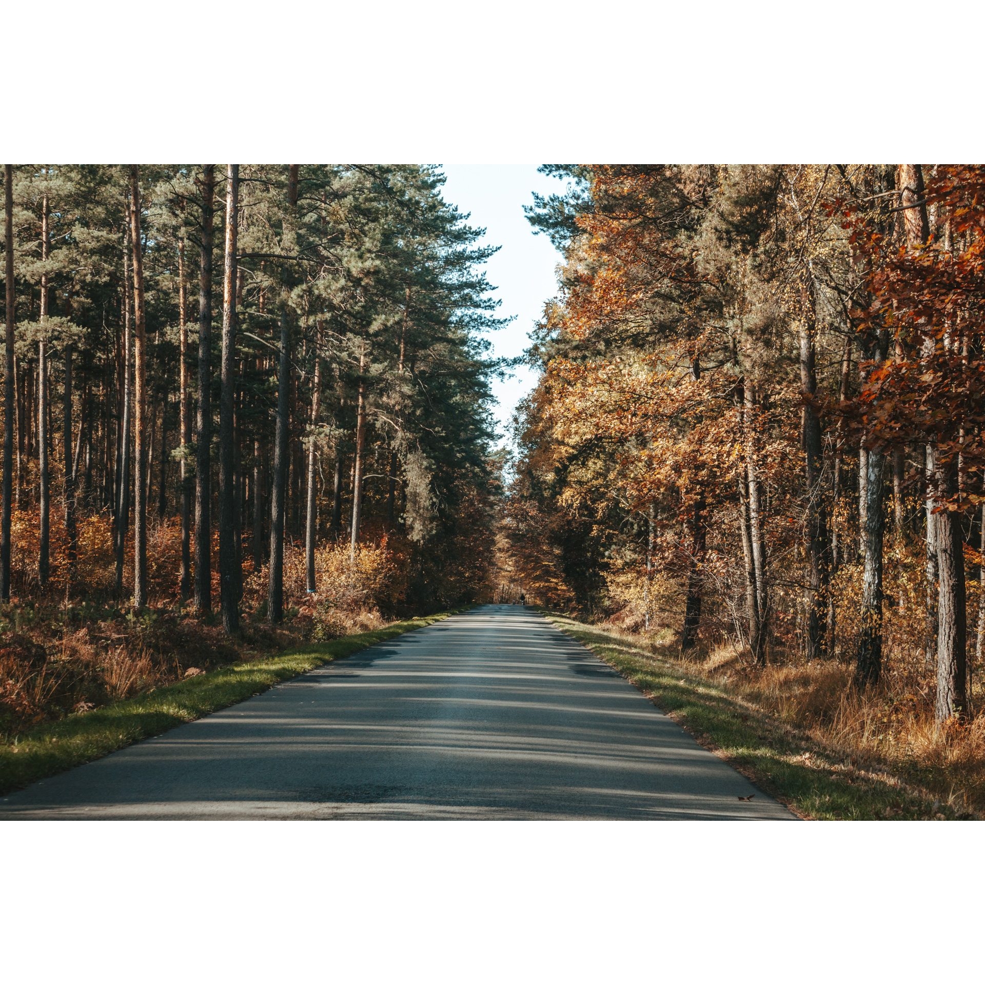 Asphalt road leading through the forest among tall coniferous trees