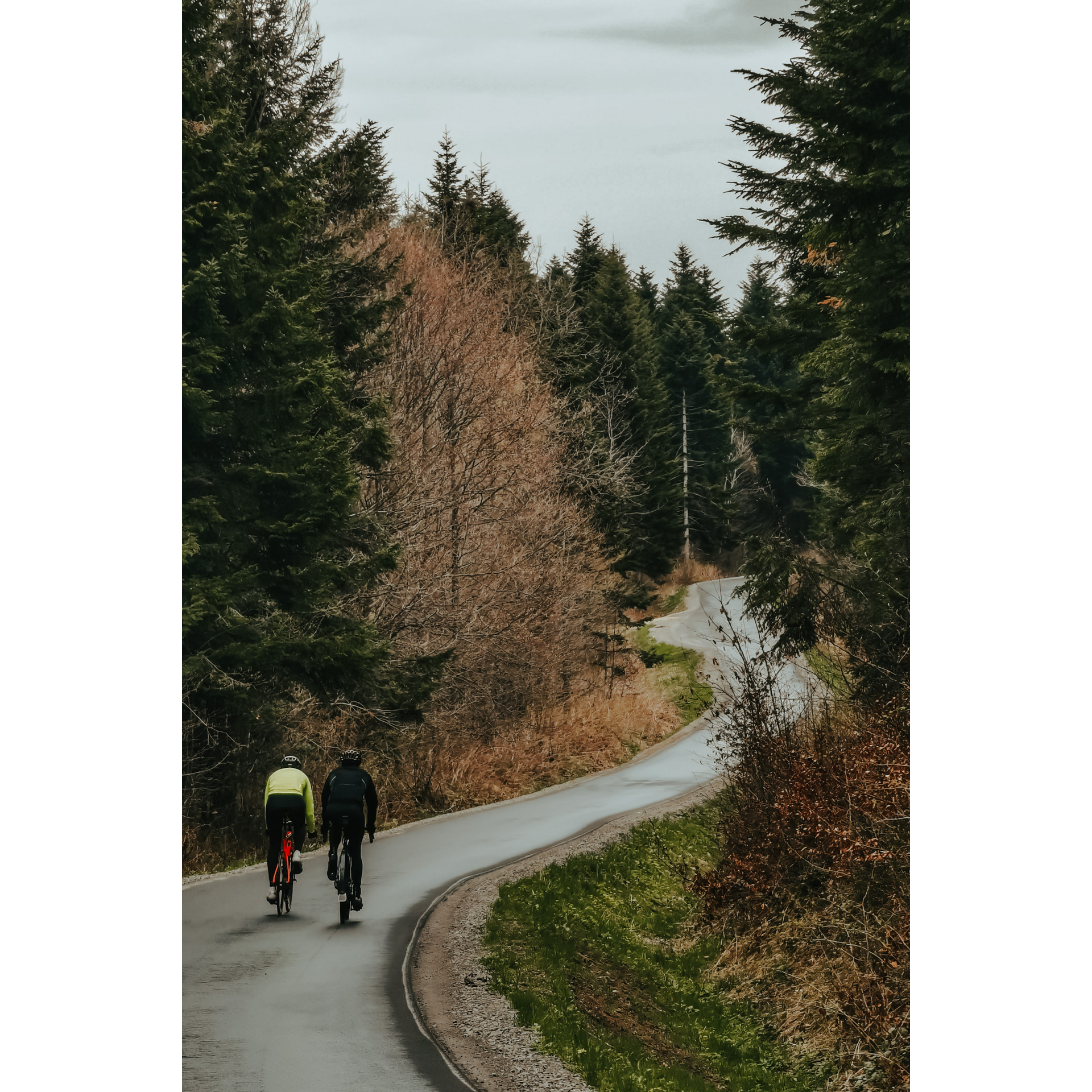 Dwóch rowerzystów w strojach kolarskich, kurtkach i kaskach jadących obok siebie asfaltową drogą pośród wysokich drzew iglastych