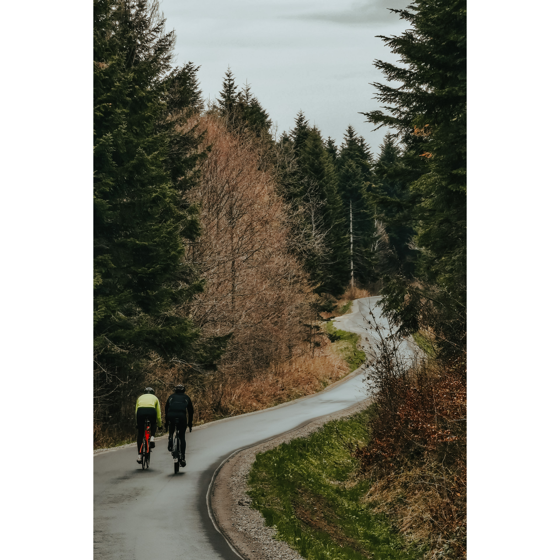 Two cyclists in cycling clothes, jackets and helmets riding side by side on an asphalt road among tall coniferous trees