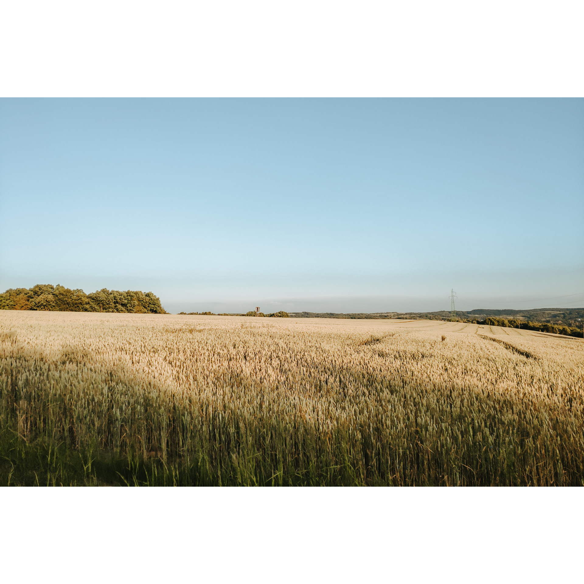 View of fields of grain, green treetops and blue sky in the distance