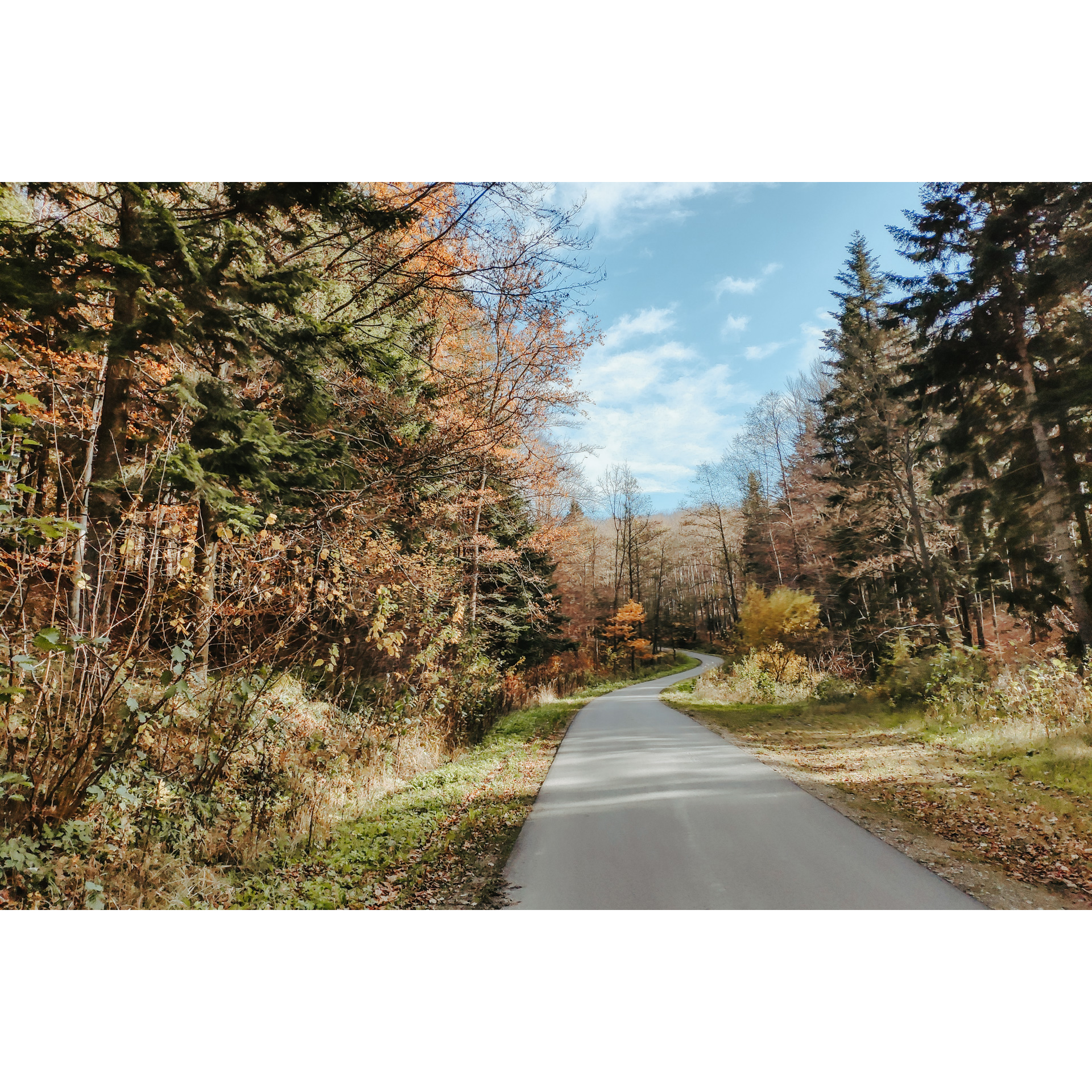 Droga asfaltowa w lesie biegnąca między wysokimi drzewami iglastymi i liściastymi